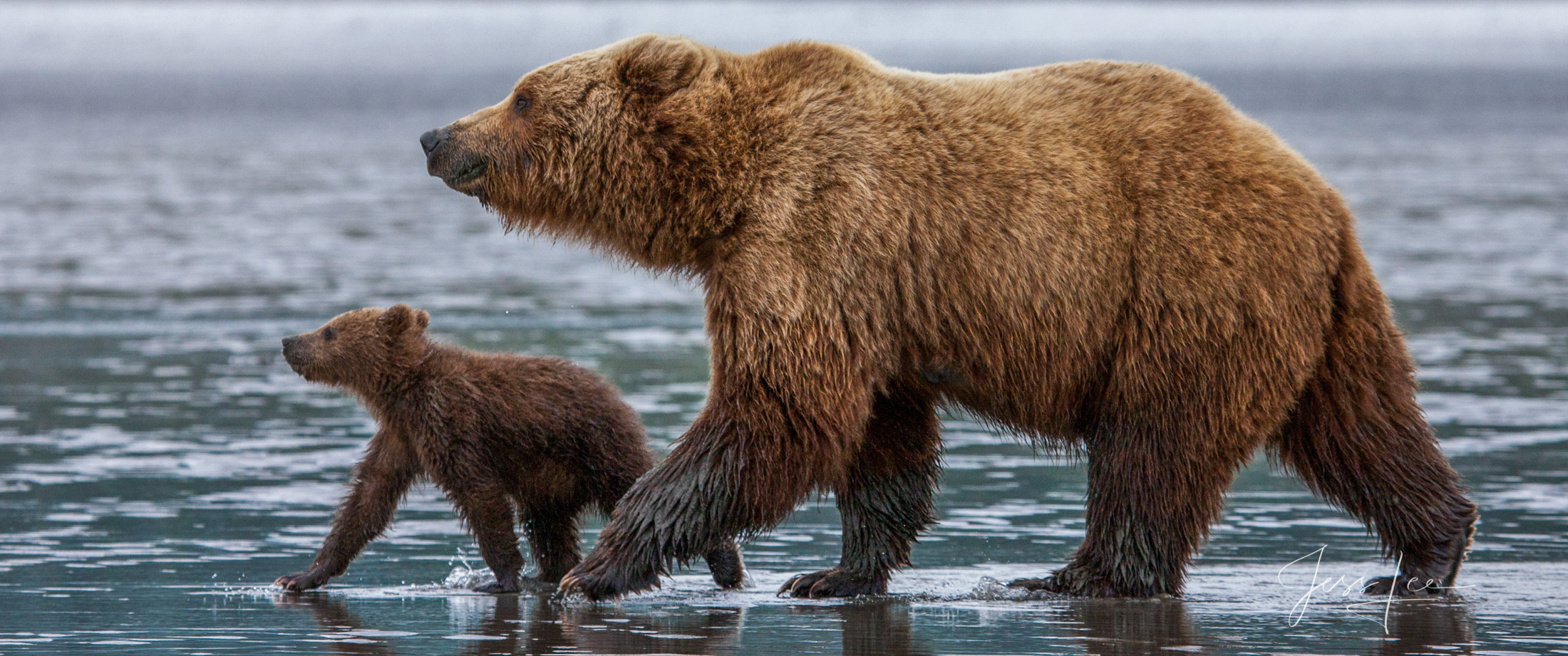 Brown cub Grizzly Bear Photo 139 Picture of a Grizzly Bear, Limited Edition Fine Art Photography Print From Jess Lee"s Bear Photo Gallery