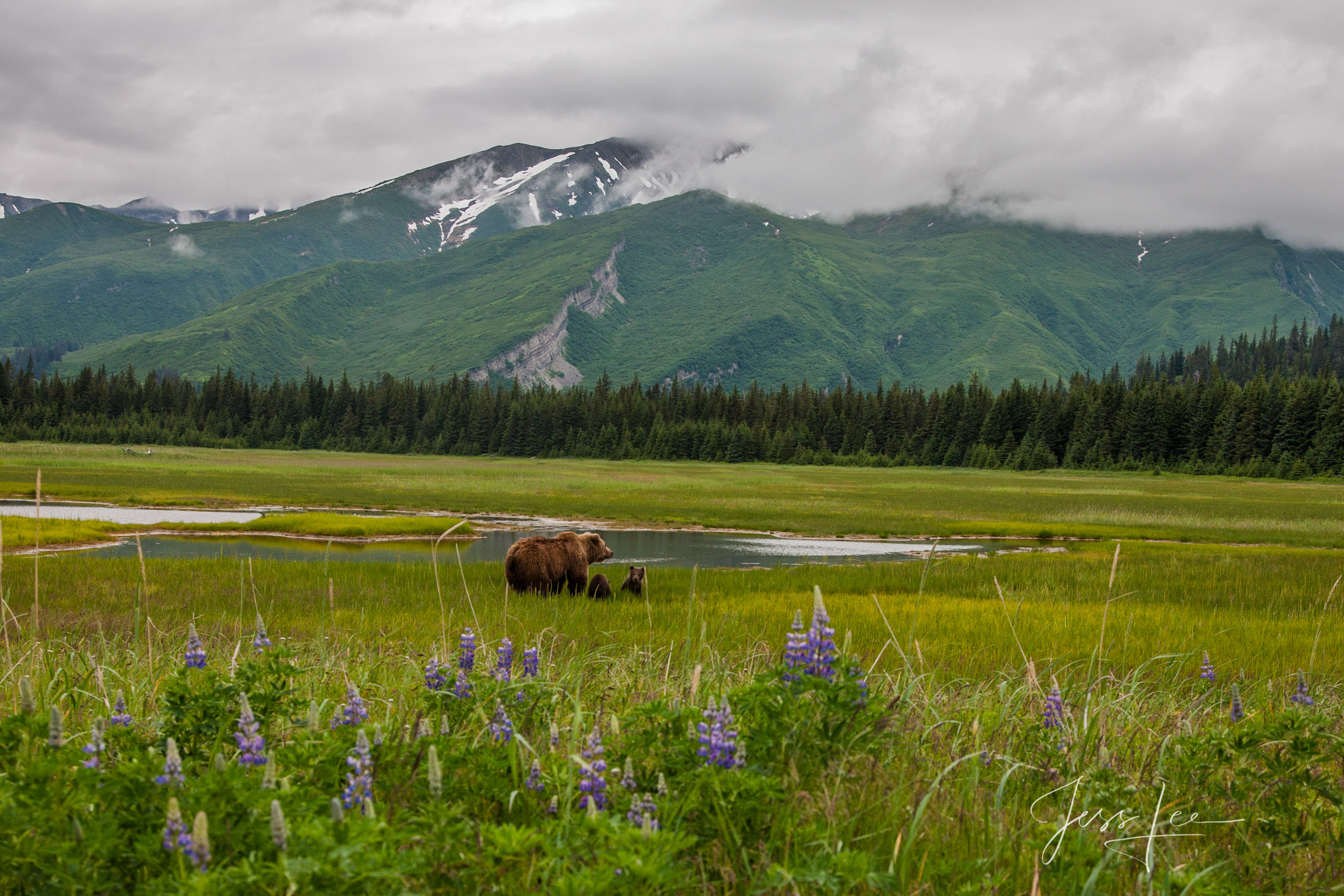 Brown Bear Photo 140 Picture of a Grizzly Bear, Limited Edition Fine Art Photography Print From Jess Lee"s Bear Photo Gallery