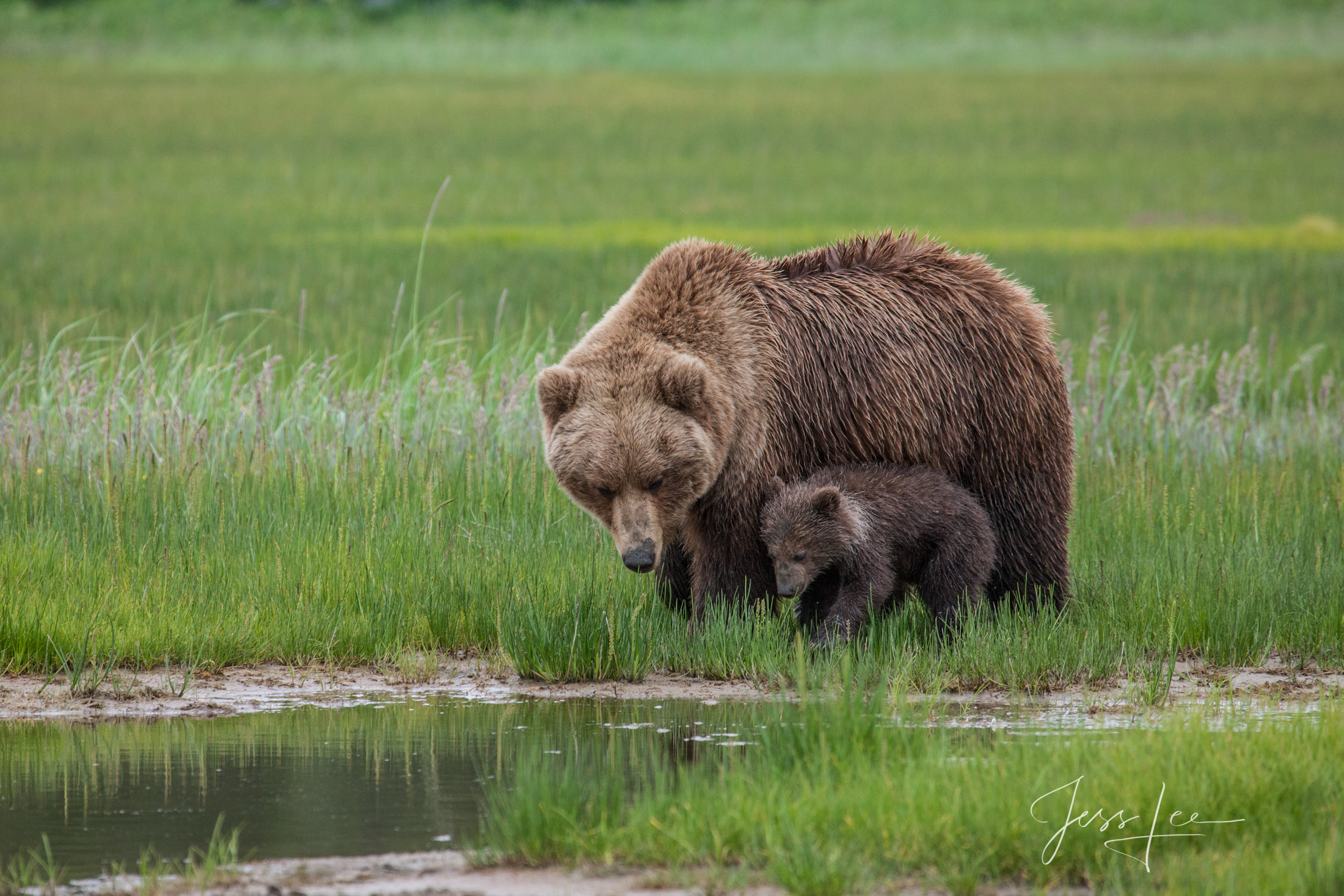 Picture of a Grizzly Bear, Limited Edition Fine Art Photography Print From Jess Lee"s Bear Photo Gallery