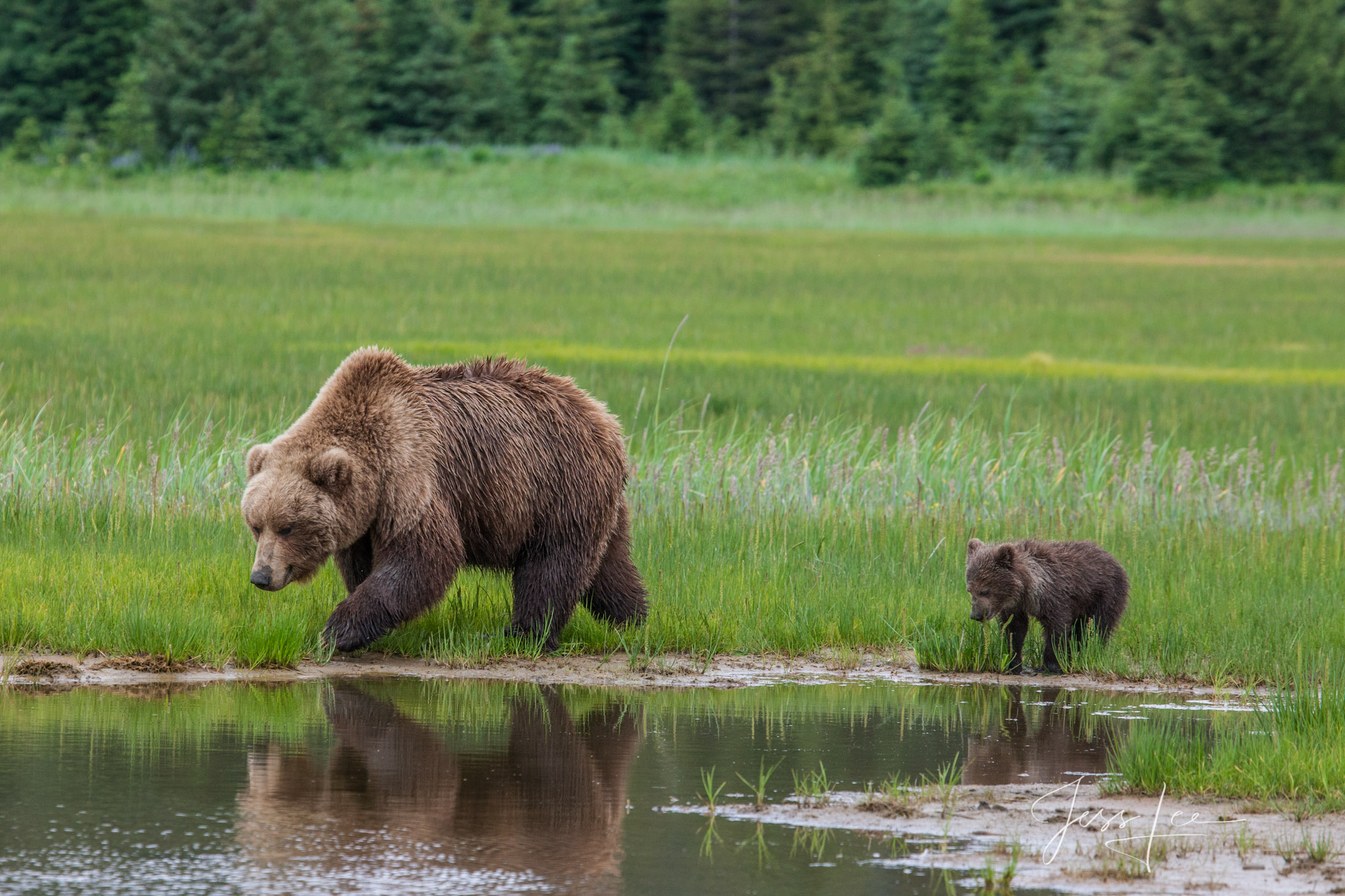 Brown Bear and cub Photo 145 Picture of a Grizzly Bear, Limited Edition Fine Art Photography Print From Jess Lee"s Bear Photo Gallery