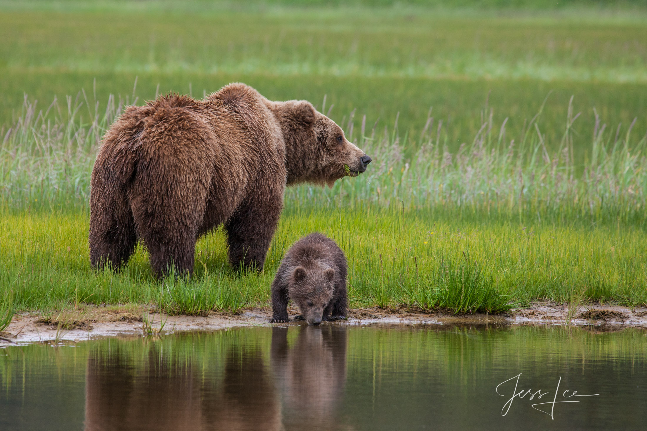 Brown Bear sow and Cubs Picture of a Grizzly Bear, Limited Edition Fine Art Photography Print From Jess Lee"s Bear Photo Gallery
