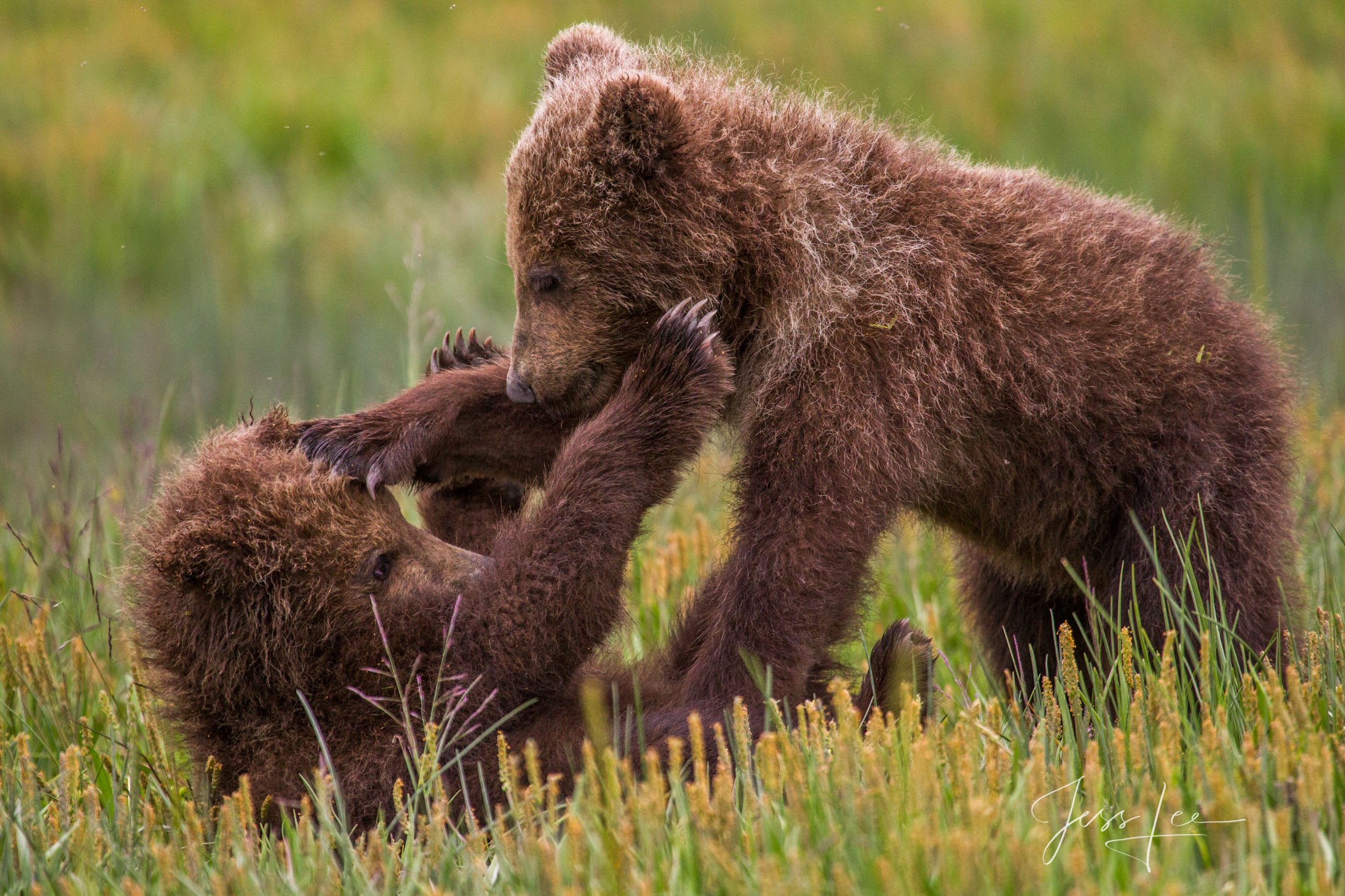 Brown Bear Wrestle Picture of Grizzly Bear