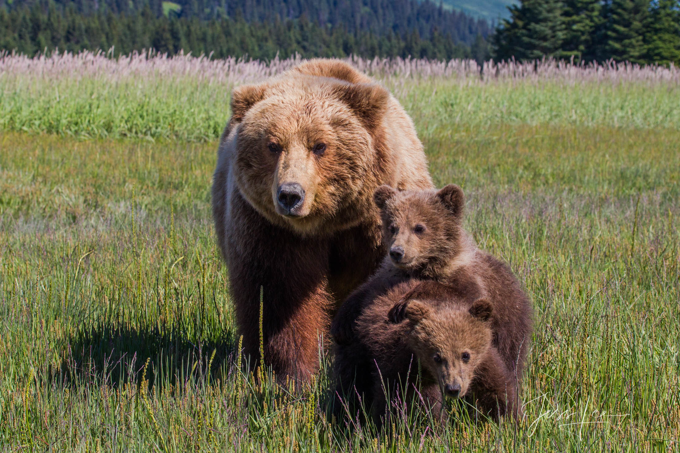 Brown Bear and cubs Photo 150 Picture of a Grizzly Bear, Limited Edition Fine Art Photography Print From Jess Lee"s Bear Photo Gallery