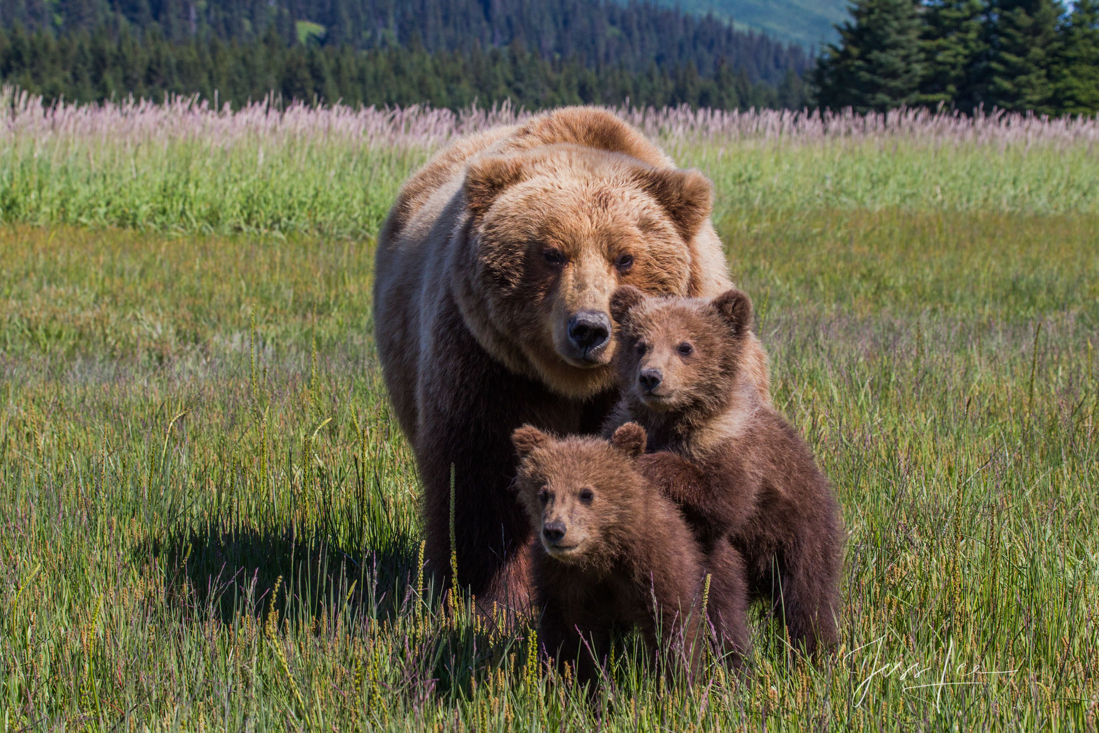 Grizzly Bear and Cubs Photo 151 Picture of a Grizzly Bear, Limited Edition Fine Art Photography Print From Jess Lee"s Bear Photo Gallery