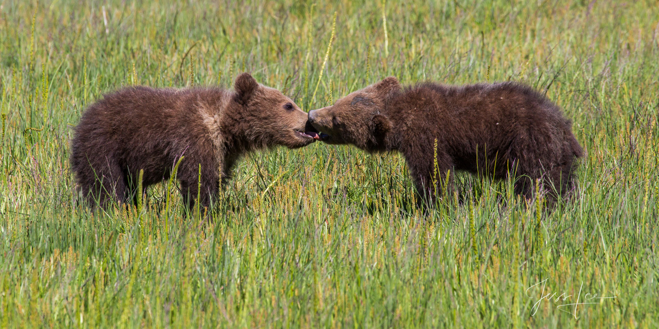 Enjoy the thrill of owning  Bear Photo # 154 from Jess Lee's Alaska Grizzly Bear limited edition photography print gallery....