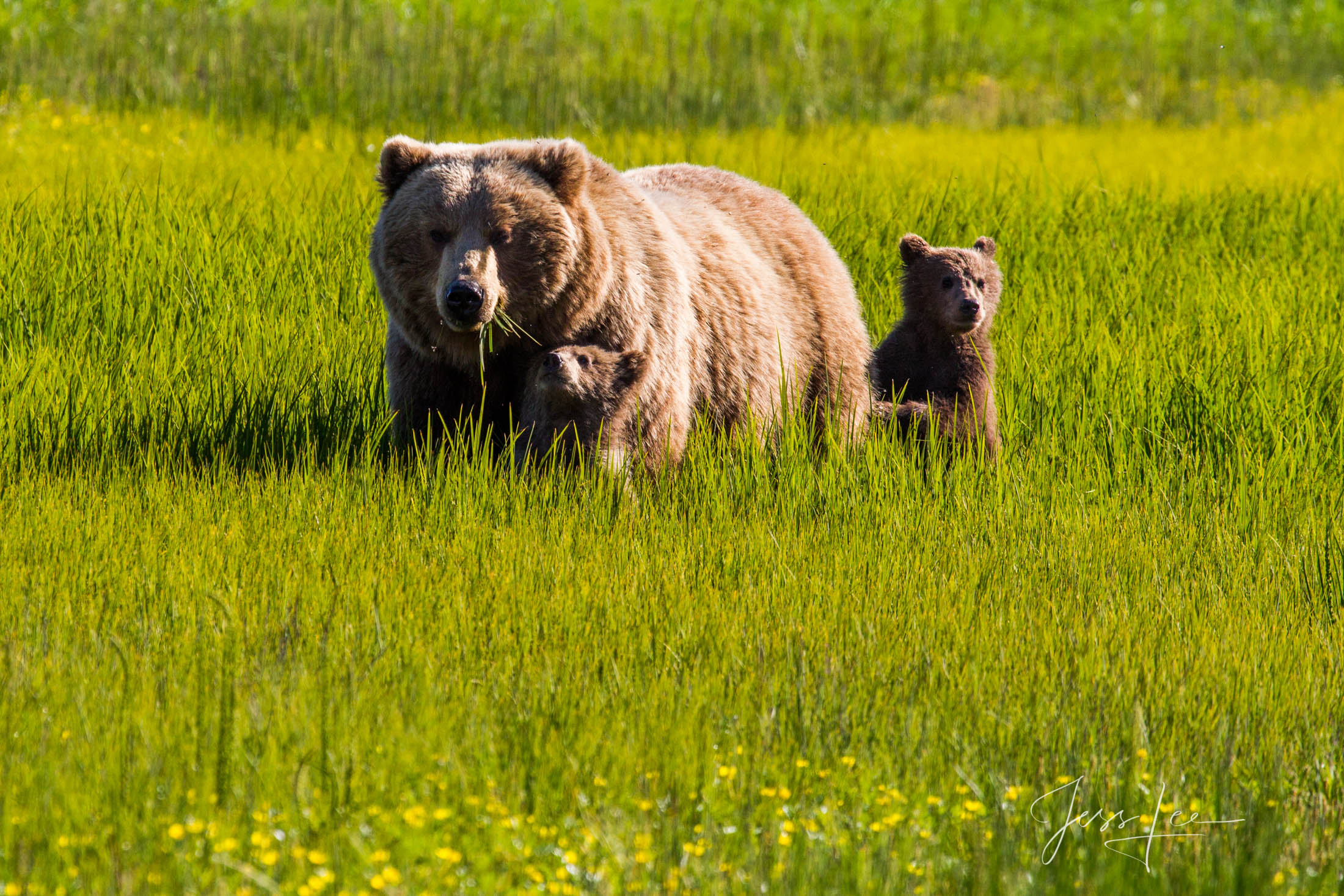 Brown Bear Cubs Photo 155 Picture of a Grizzly Bear, Limited Edition Fine Art Photography Print From Jess Lee"s Bear Photo Gallery