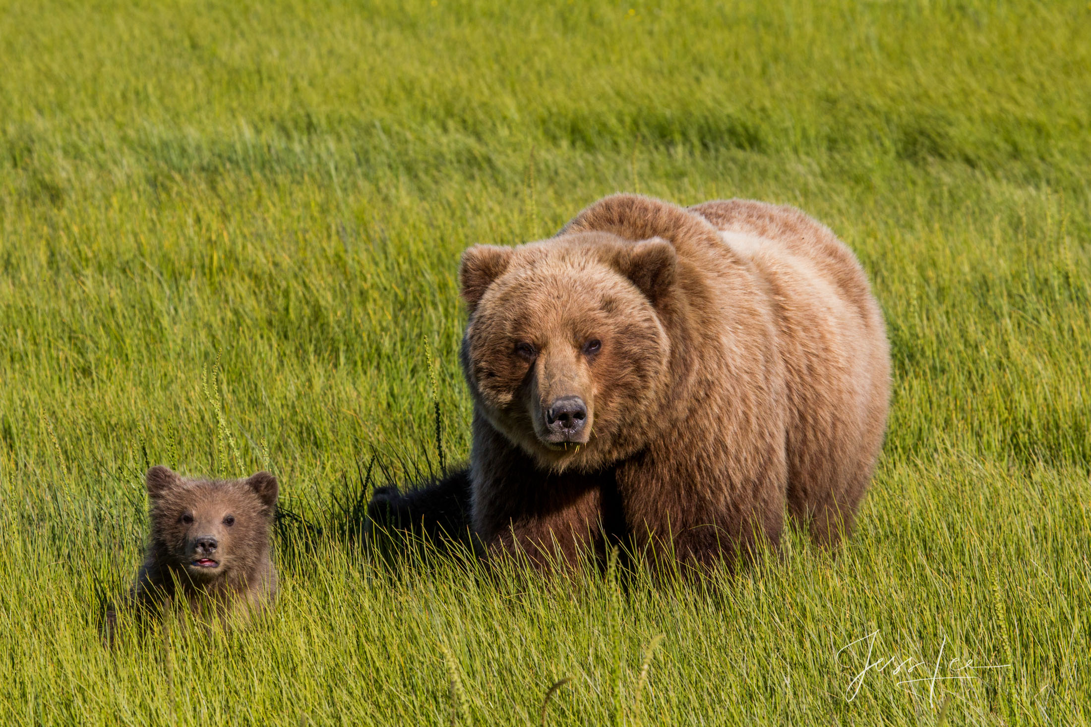 Brown Bear and cub Photo 159 Picture of a Grizzly Bear, Limited Edition Fine Art Photography Print From Jess Lee"s Bear Photo Gallery