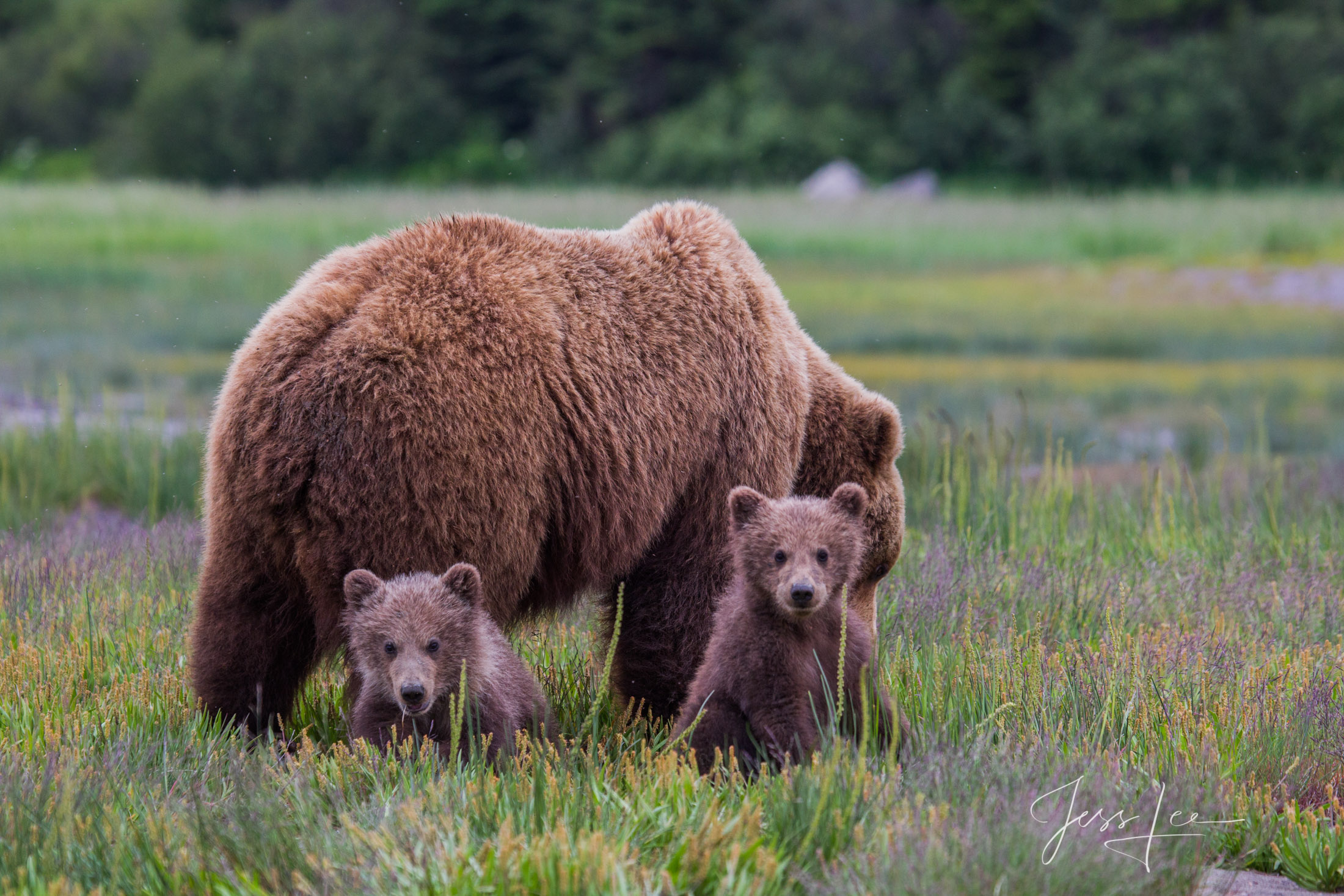 Picture of a Grizzly Bear, Limited Edition Fine Art Photography Print From Jess Lee"s Bear Photo Gallery