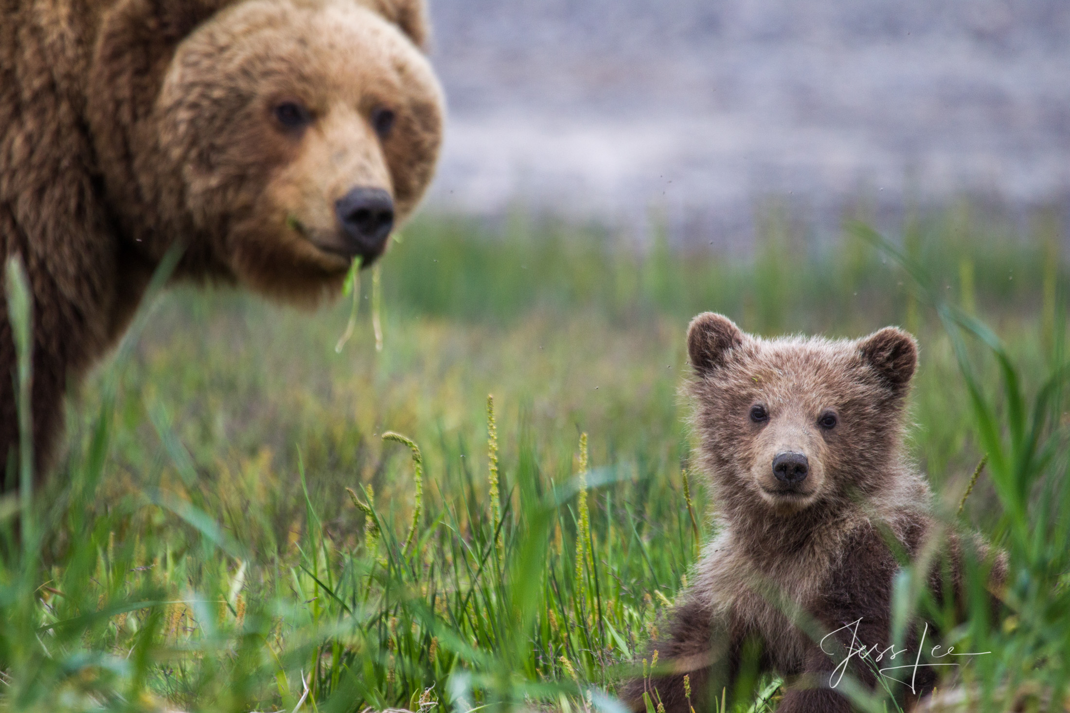 Picture of a Grizzly Bear, Limited Edition Fine Art Photography Print From Jess Lee"s Bear Photo Gallery