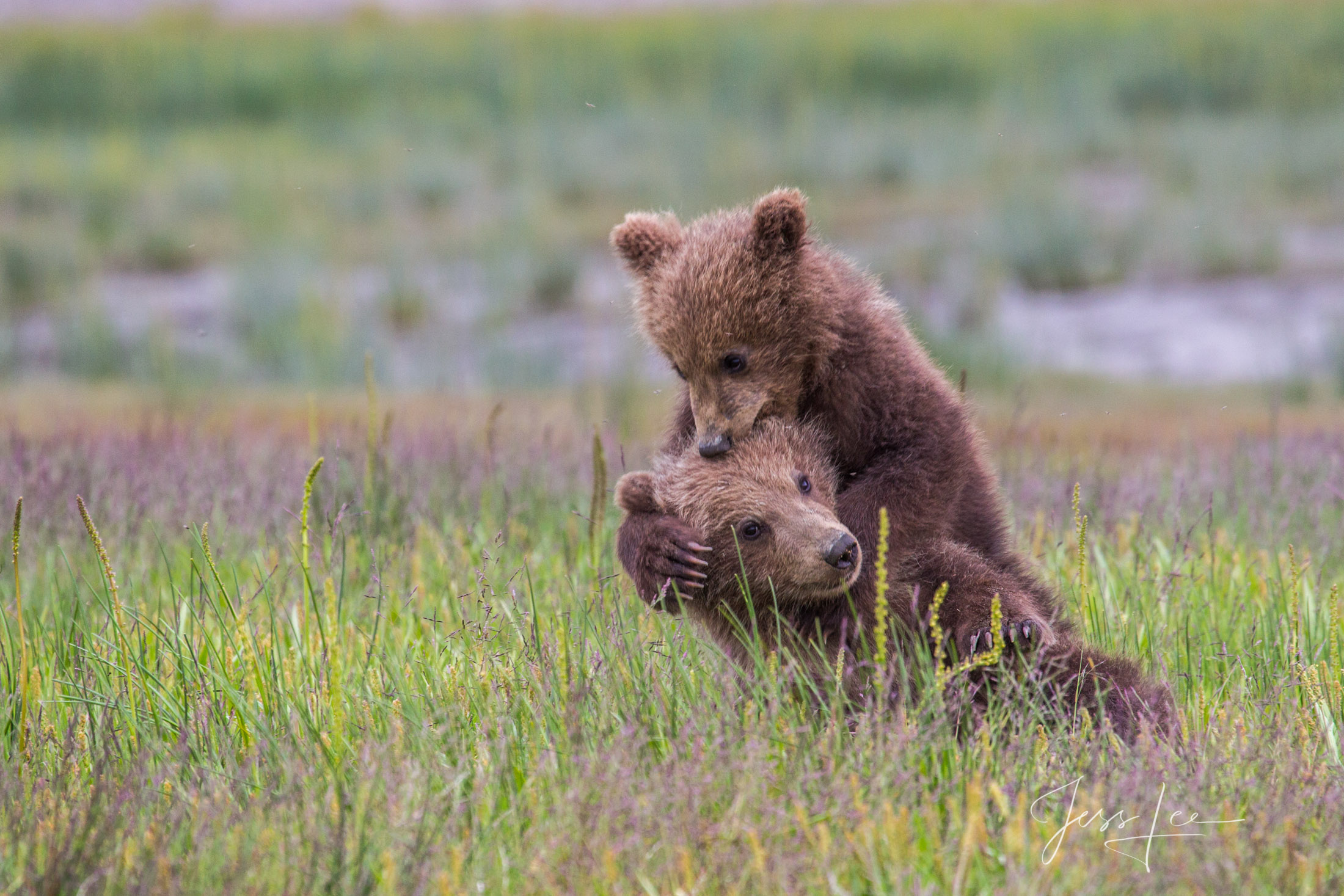 Picture of a Grizzly Bear, Limited Edition Fine Art Photography Print From Jess Lee"s Bear Photo Gallery