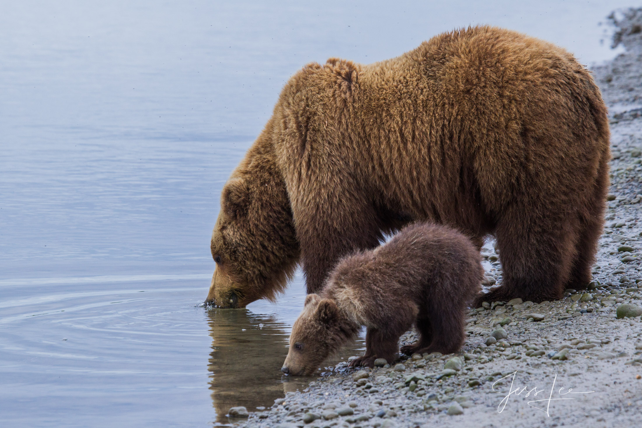 Picture of a Grizzly Bear, Limited Edition Fine Art Photography Print From Jess Lee"s Bear Photo Gallery