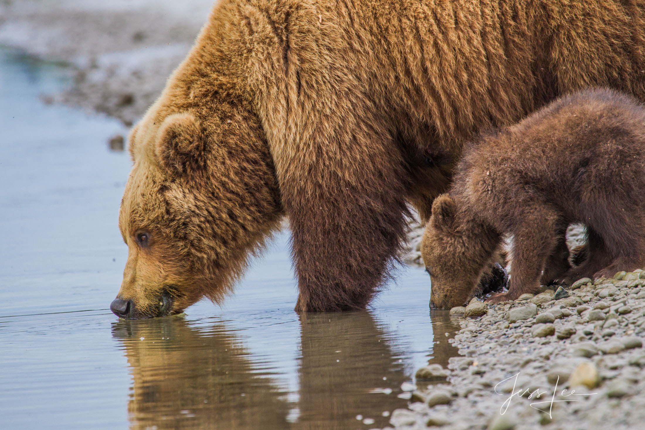 Picture of a Grizzly Bear, Limited Edition Fine Art Photography Print From Jess Lee"s Bear Photo Gallery