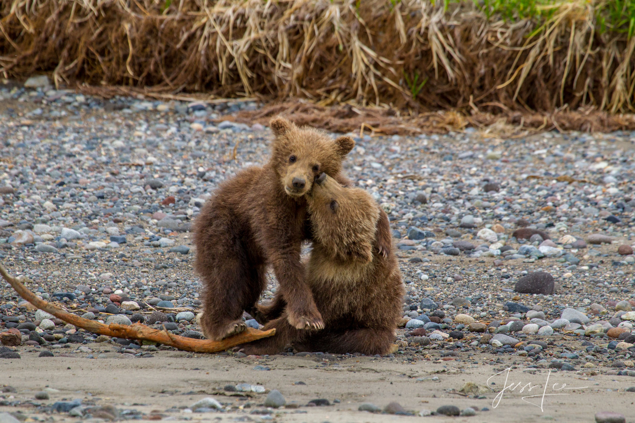 Picture of a Grizzly Bear, Limited Edition Fine Art Photography Print From Jess Lee"s Bear Photo Gallery