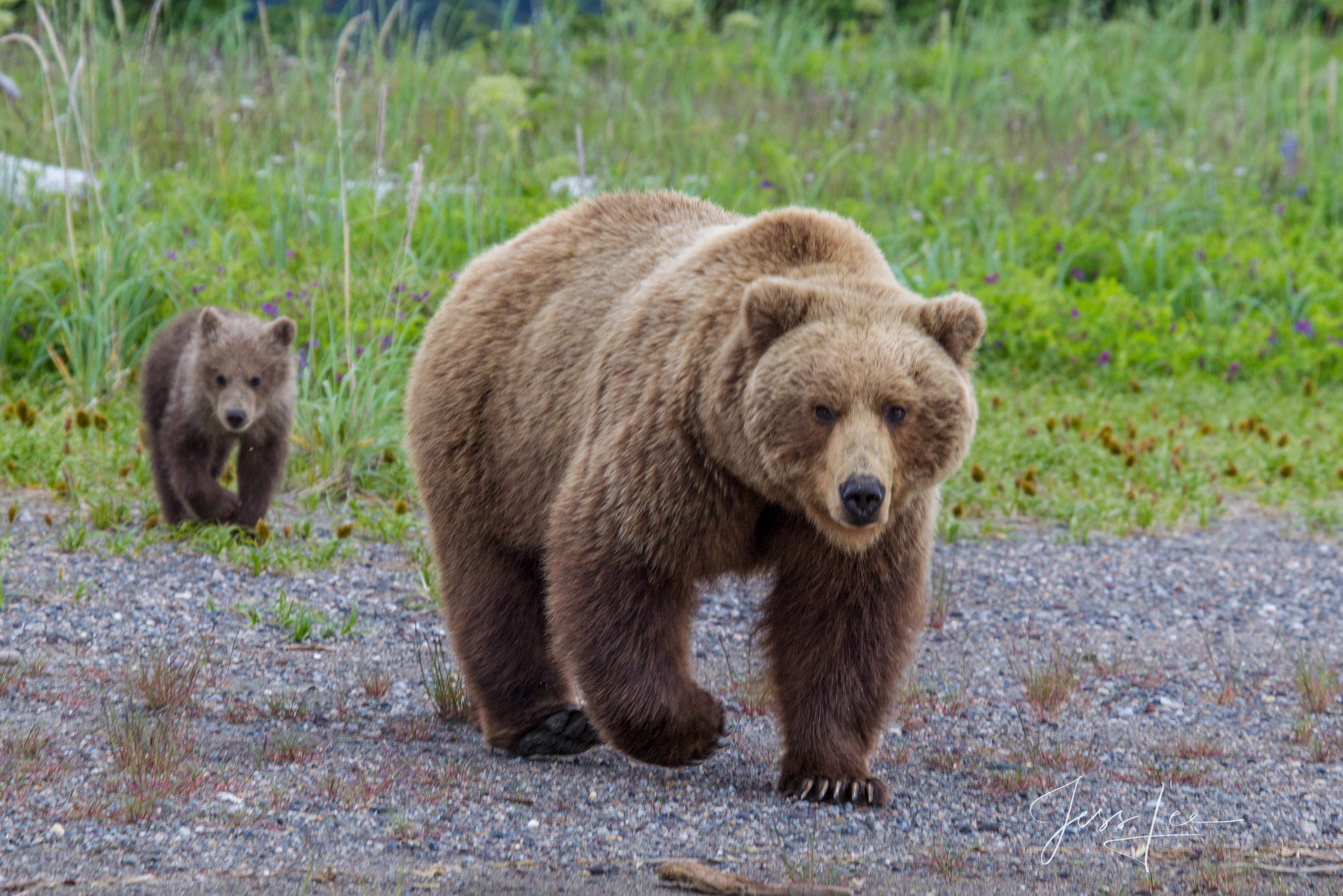 Picture of a Grizzly Bear, Limited Edition Fine Art Photography Print From Jess Lee"s Bear Photo Gallery