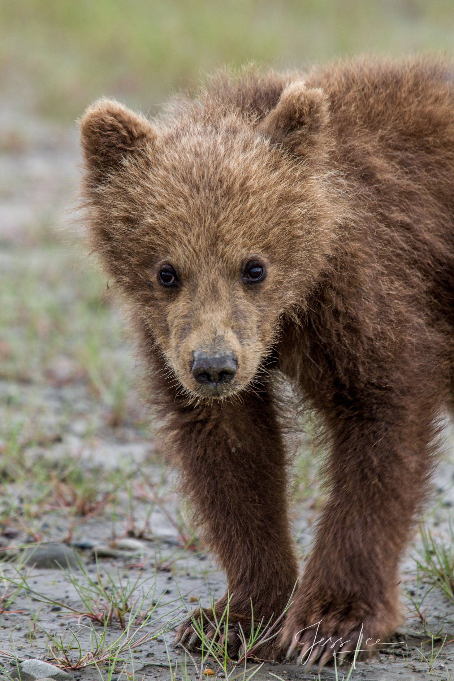 Picture of a Grizzly Bear, Limited Edition Fine Art Photography Print From Jess Lee"s Bear Photo Gallery