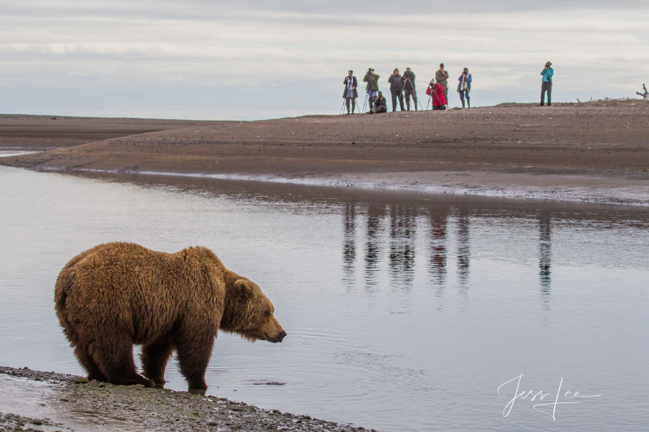 Picture of a Grizzly Bear, Limited Edition Fine Art Photography Print From Jess Lee"s Bear Photo Gallery