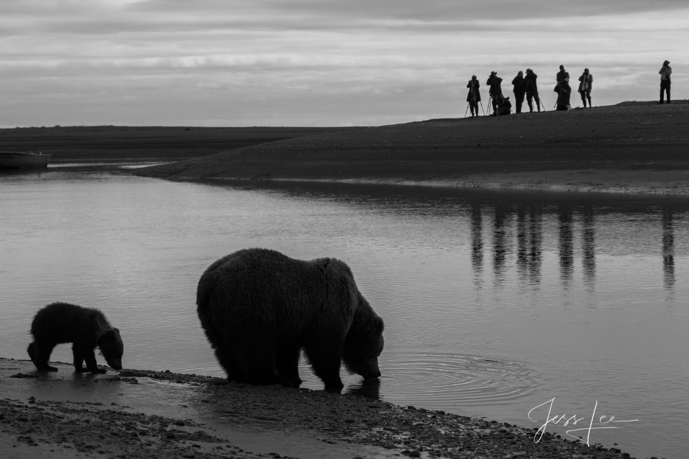 Brown Bear Photo183 Picture of a Grizzly Bear, Limited Edition Fine Art Photography Print From Jess Lee"s Bear Photo Gallery