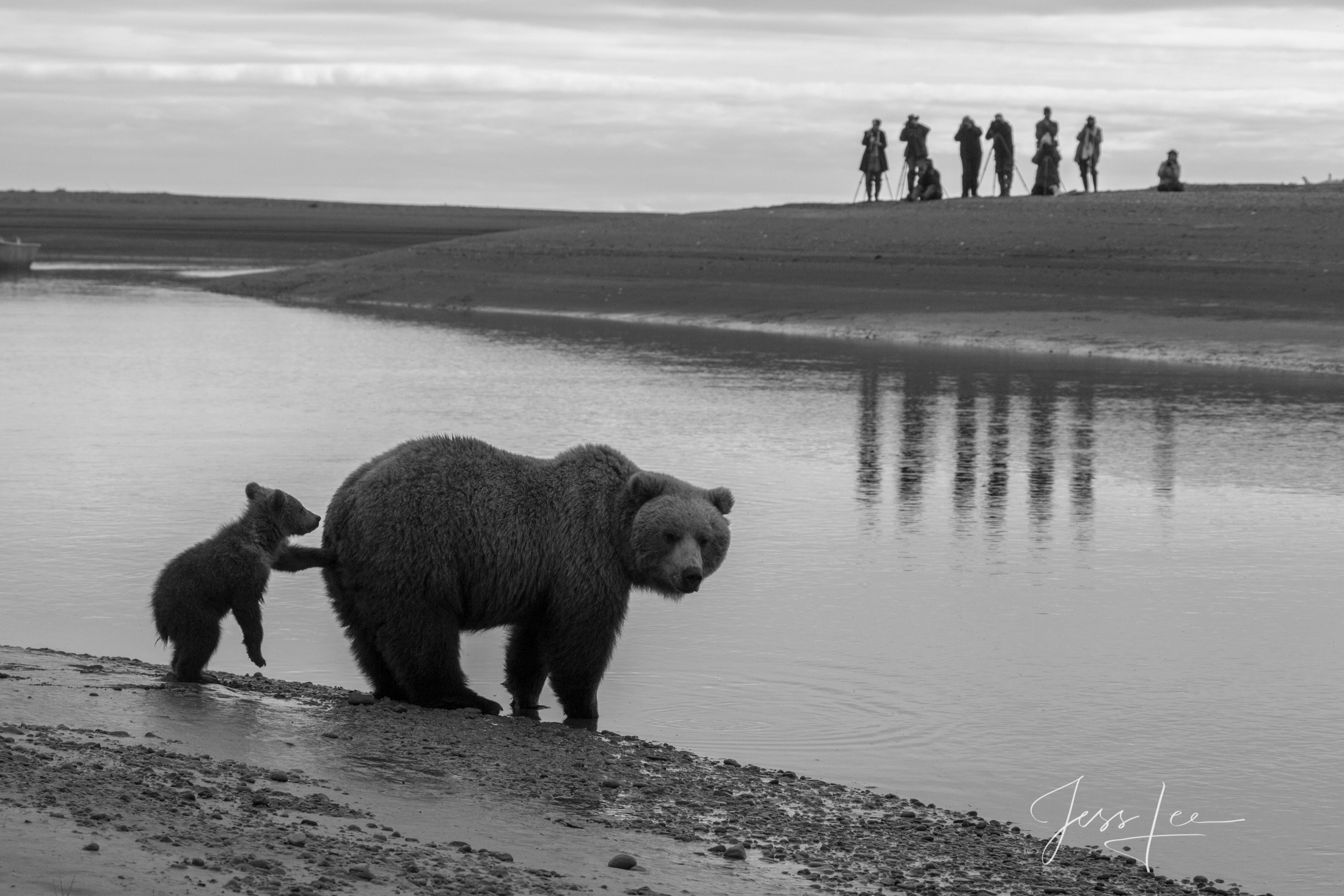 Picture of a Grizzly Bear, Limited Edition Fine Art Photography Print From Jess Lee"s Bear Photo Gallery