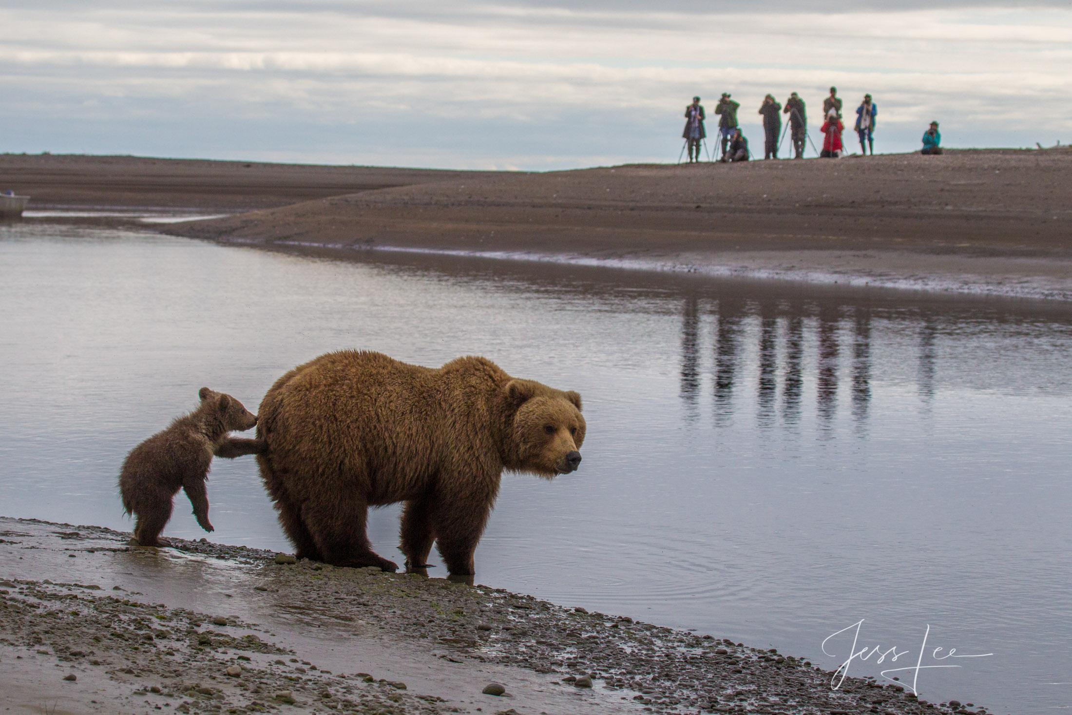 Picture of a Grizzly Bear, Limited Edition Fine Art Photography Print From Jess Lee"s Bear Photo Gallery