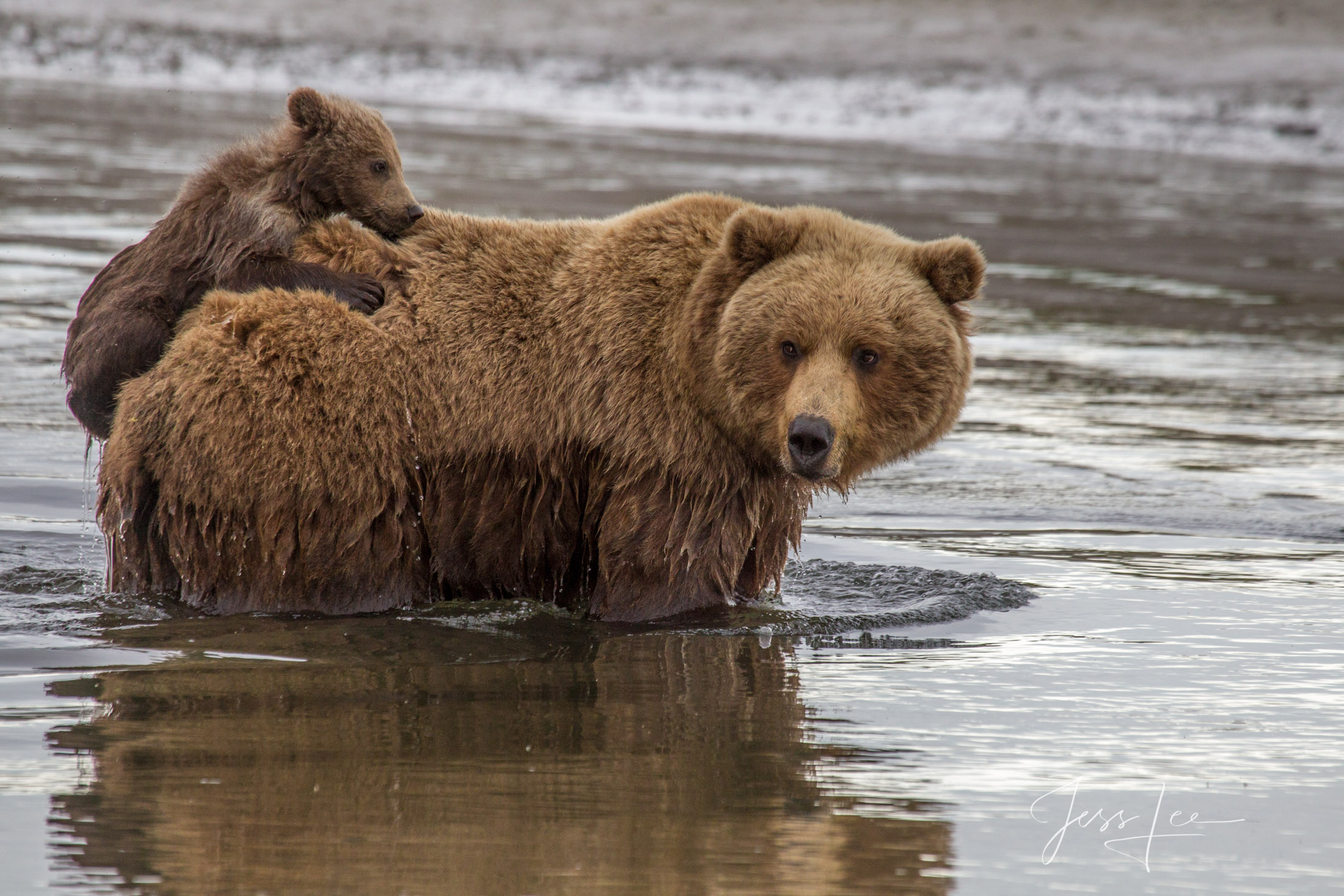 Picture of a Grizzly Bear, Limited Edition Fine Art Photography Print From Jess Lee"s Bear Photo Gallery