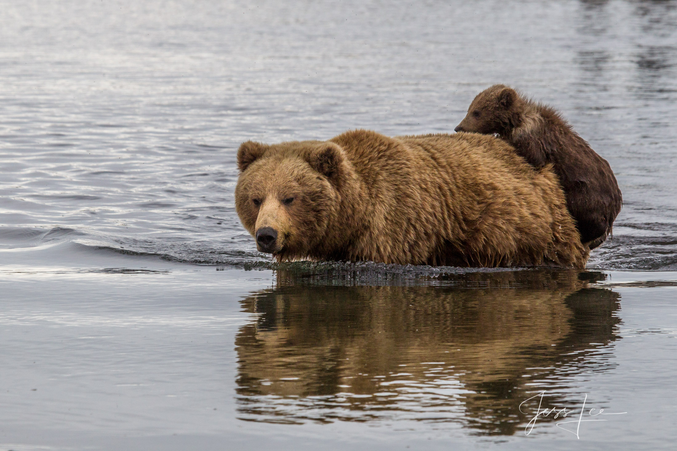 Brown Bear Photo 189 Picture of a Grizzly Bear, Limited Edition Fine Art Photography Print From Jess Lee"s Bear Photo Gallery