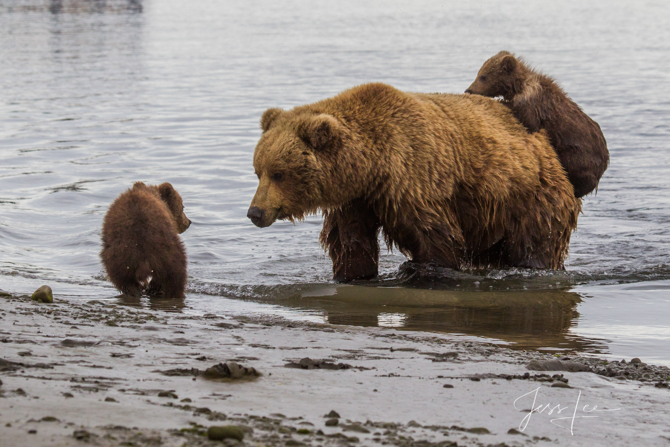 Picture of a Grizzly Bear, Limited Edition Fine Art Photography Print From Jess Lee"s Bear Photo Gallery