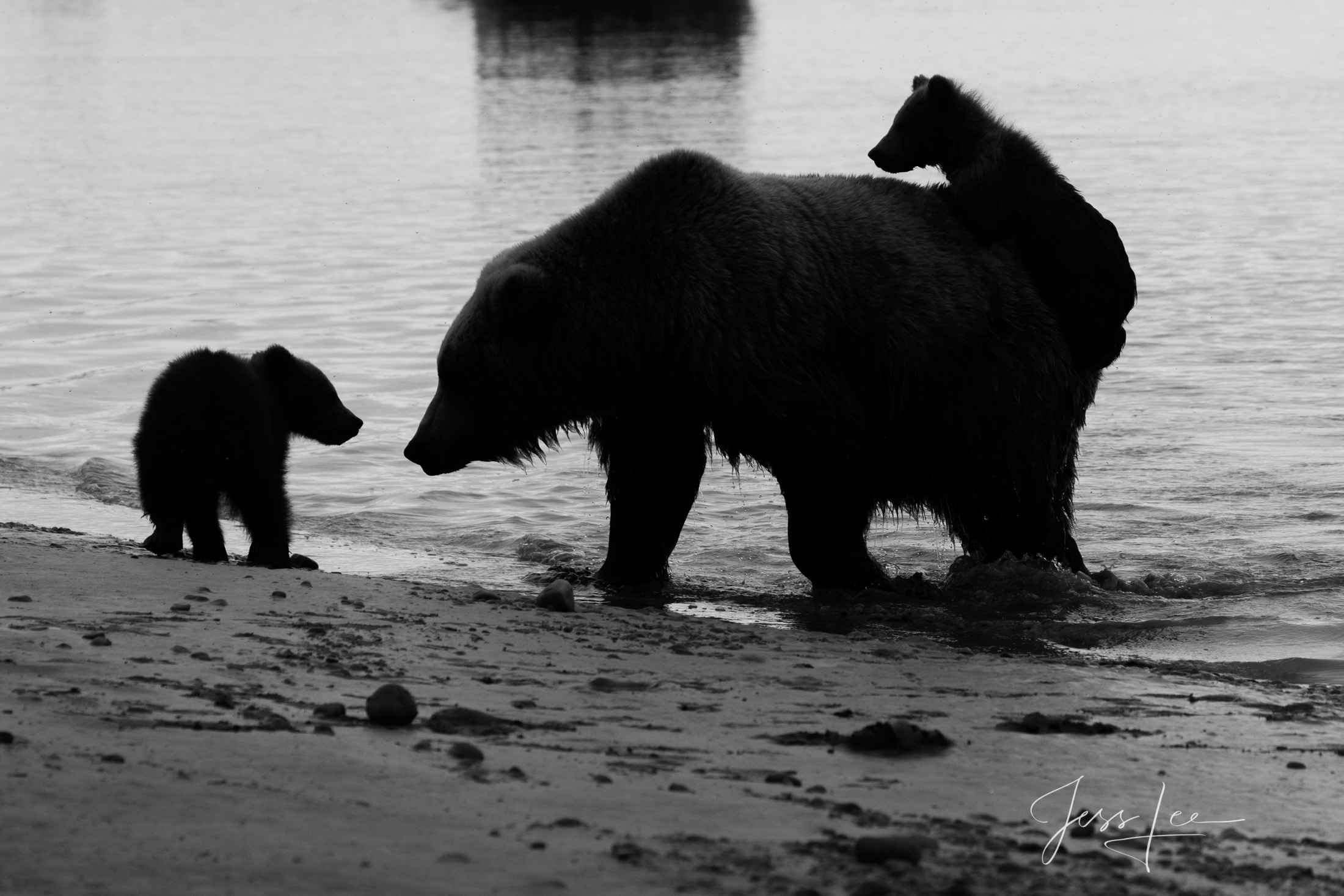 Picture of a Grizzly Bear, Limited Edition Fine Art Photography Print From Jess Lee"s Bear Photo Gallery