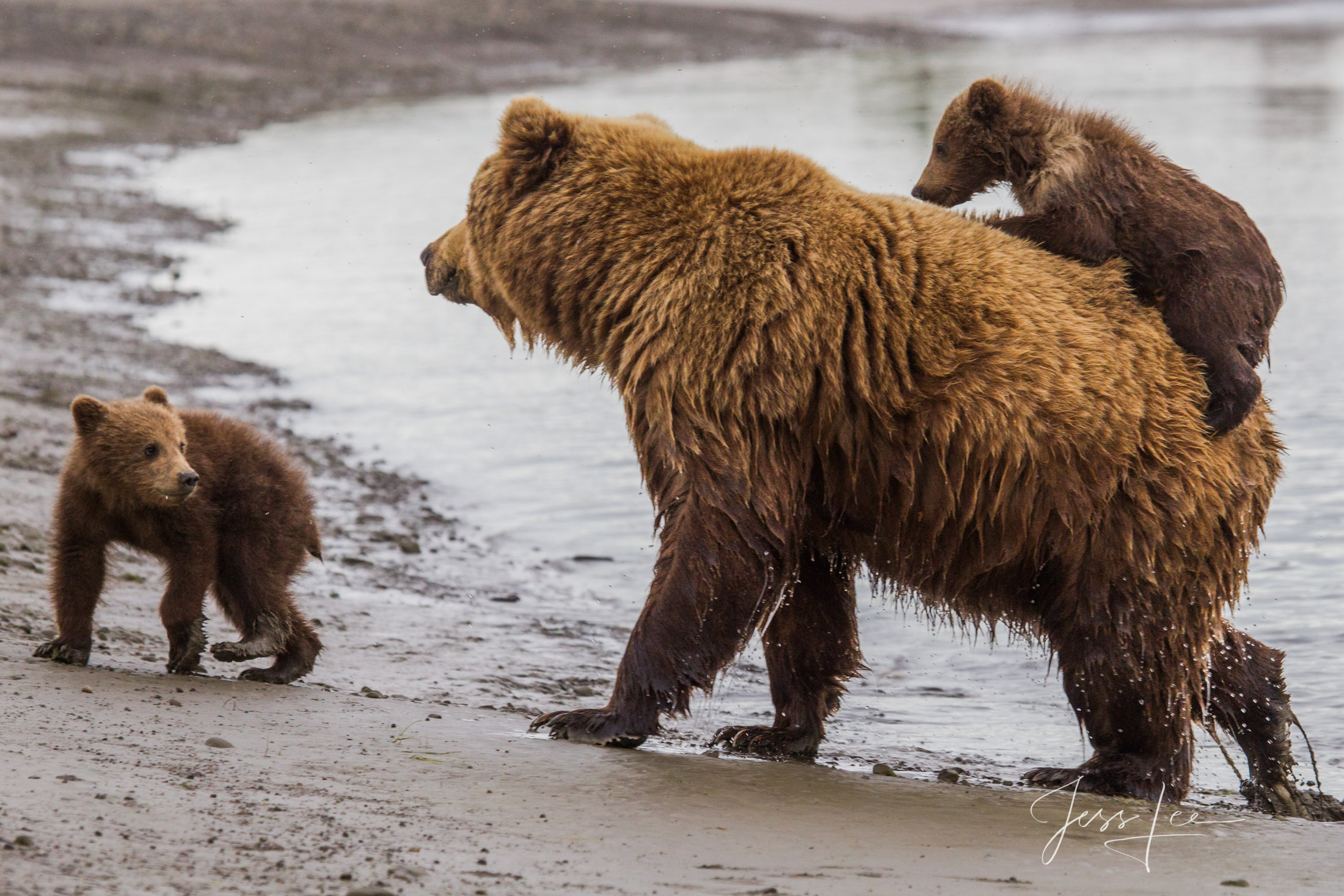 Picture of a Grizzly Bear, Limited Edition Fine Art Photography Print From Jess Lee"s Bear Photo Gallery