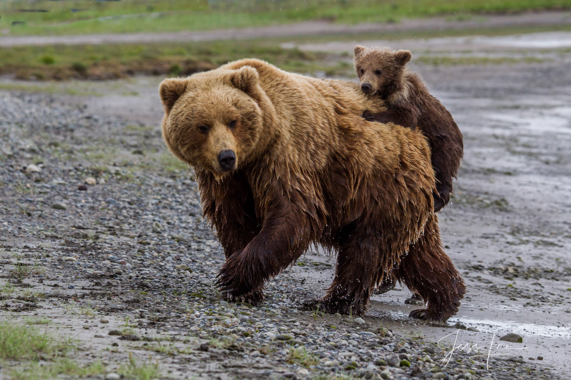 Picture of a Grizzly Bear, Limited Edition Fine Art Photography Print From Jess Lee"s Bear Photo Gallery