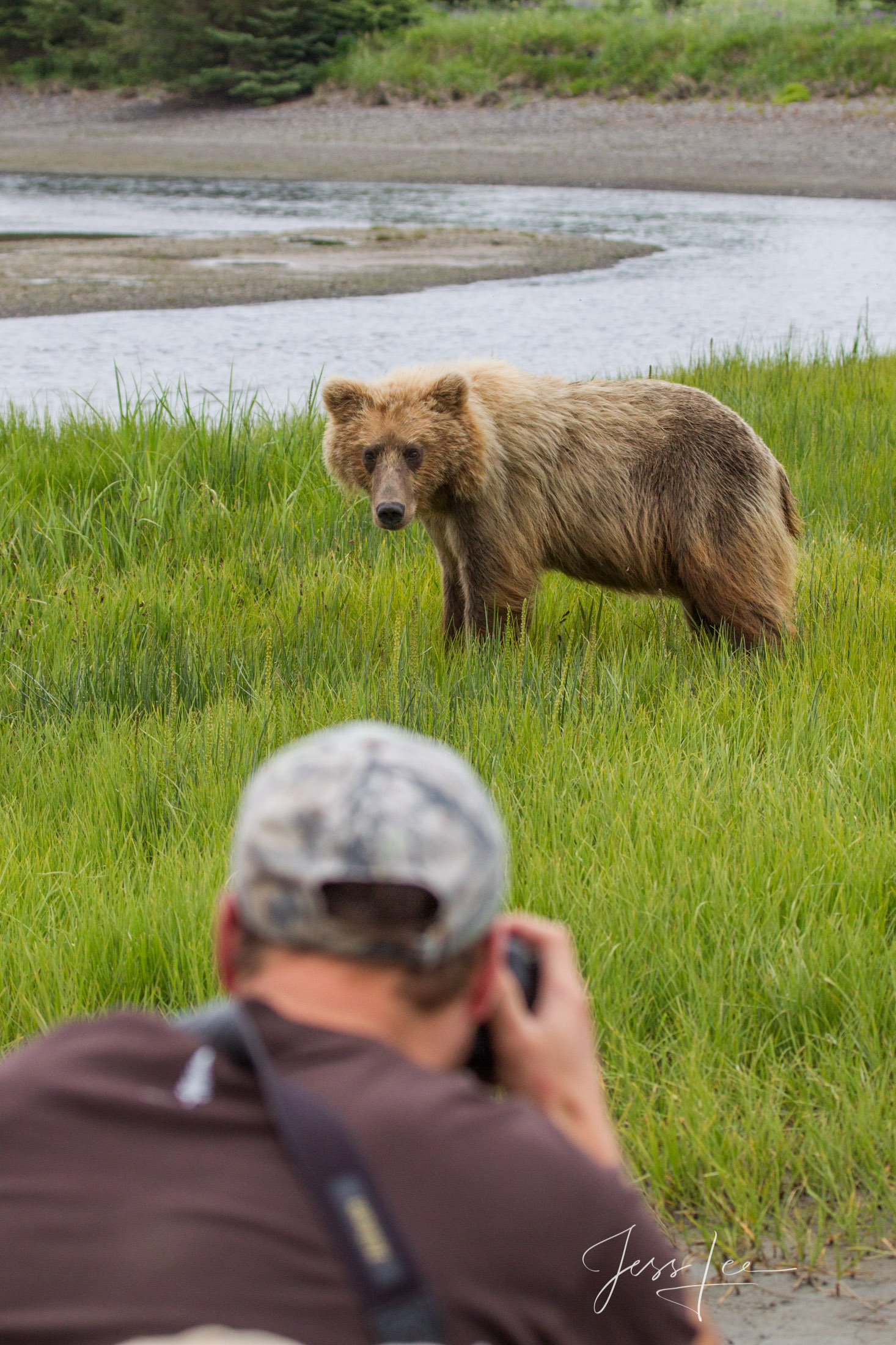 Picture of a Grizzly Bear, Limited Edition Fine Art Photography Print From Jess Lee"s Bear Photo Gallery