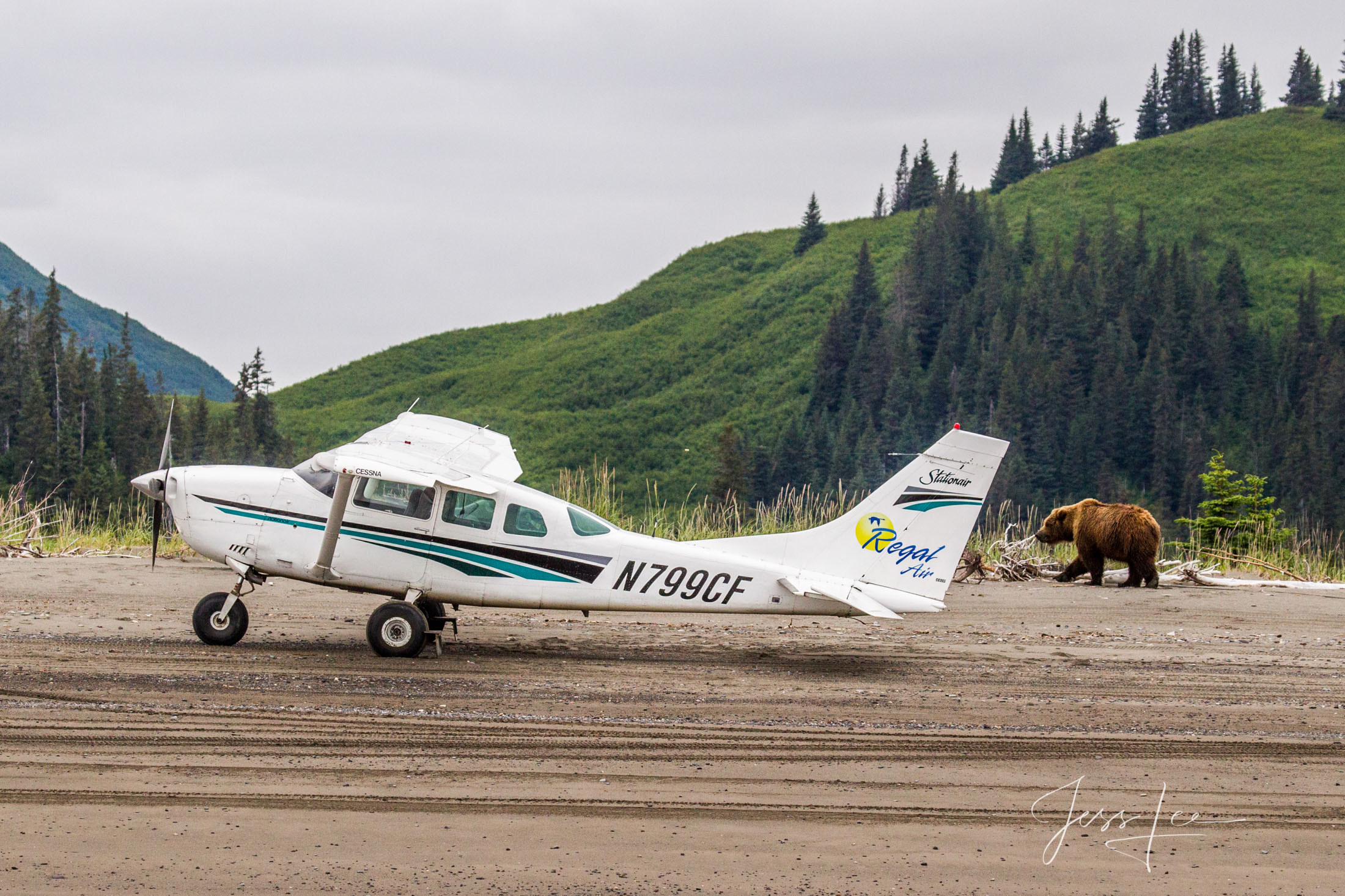Brown Bear and airplane Photo 198-1 Picture of a Grizzly Bear, Limited Edition Fine Art Photography Print From Jess Lee"s Bear Photo Gallery