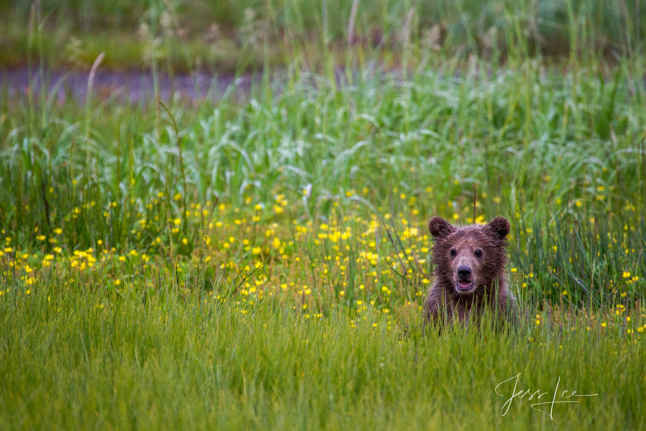 Picture of a Grizzly Bear, Limited Edition Fine Art Photography Print From Jess Lee"s Bear Photo Gallery