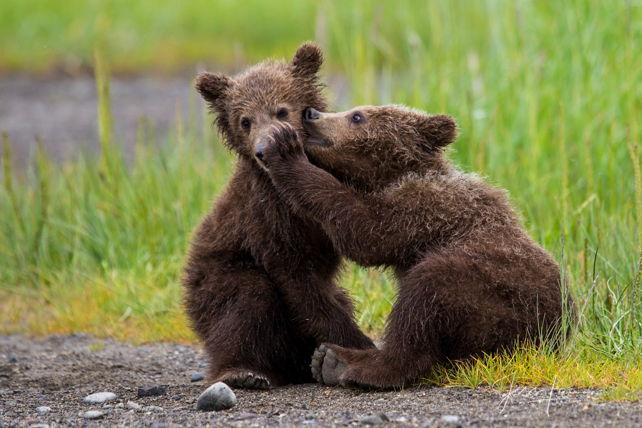 Brown Bear Photo 197 Picture of a Grizzly Bear, Limited Edition Fine Art Photography Print From Jess Lee"s Bear Photo Gallery