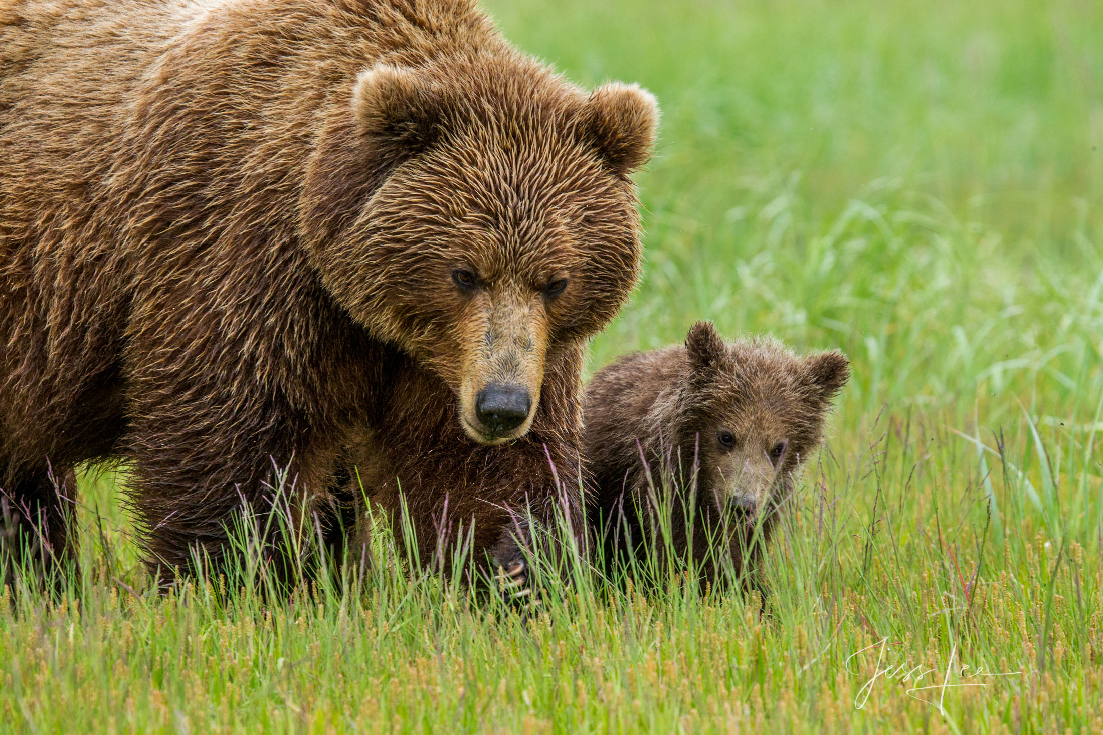 Picture of a Grizzly Bear, Limited Edition Fine Art Photography Print From Jess Lee"s Bear Photo Gallery