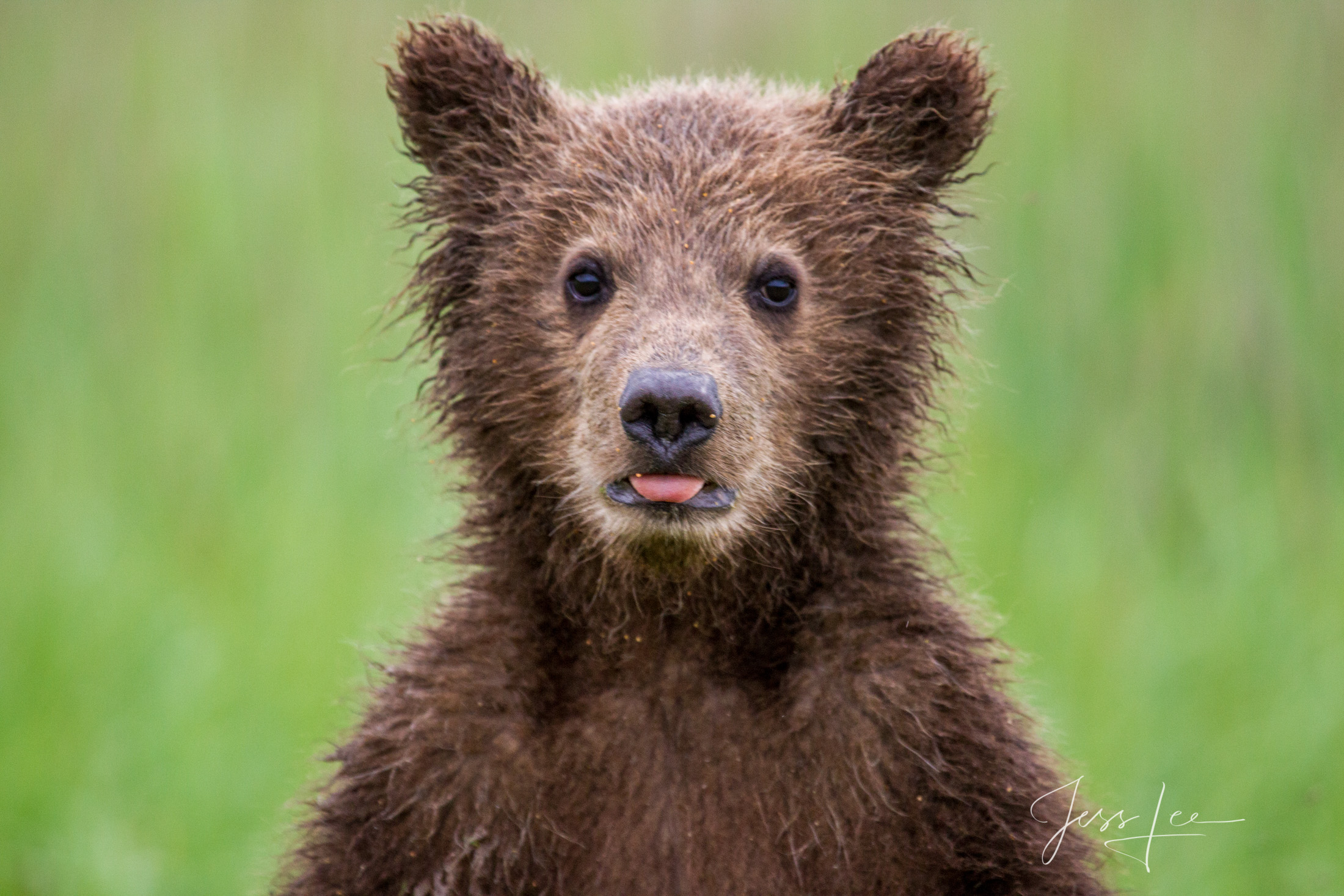 Brown Bear Photo 201 Picture of a Grizzly Bear, Limited Edition Fine Art Photography Print From Jess Lee"s Bear Photo Gallery