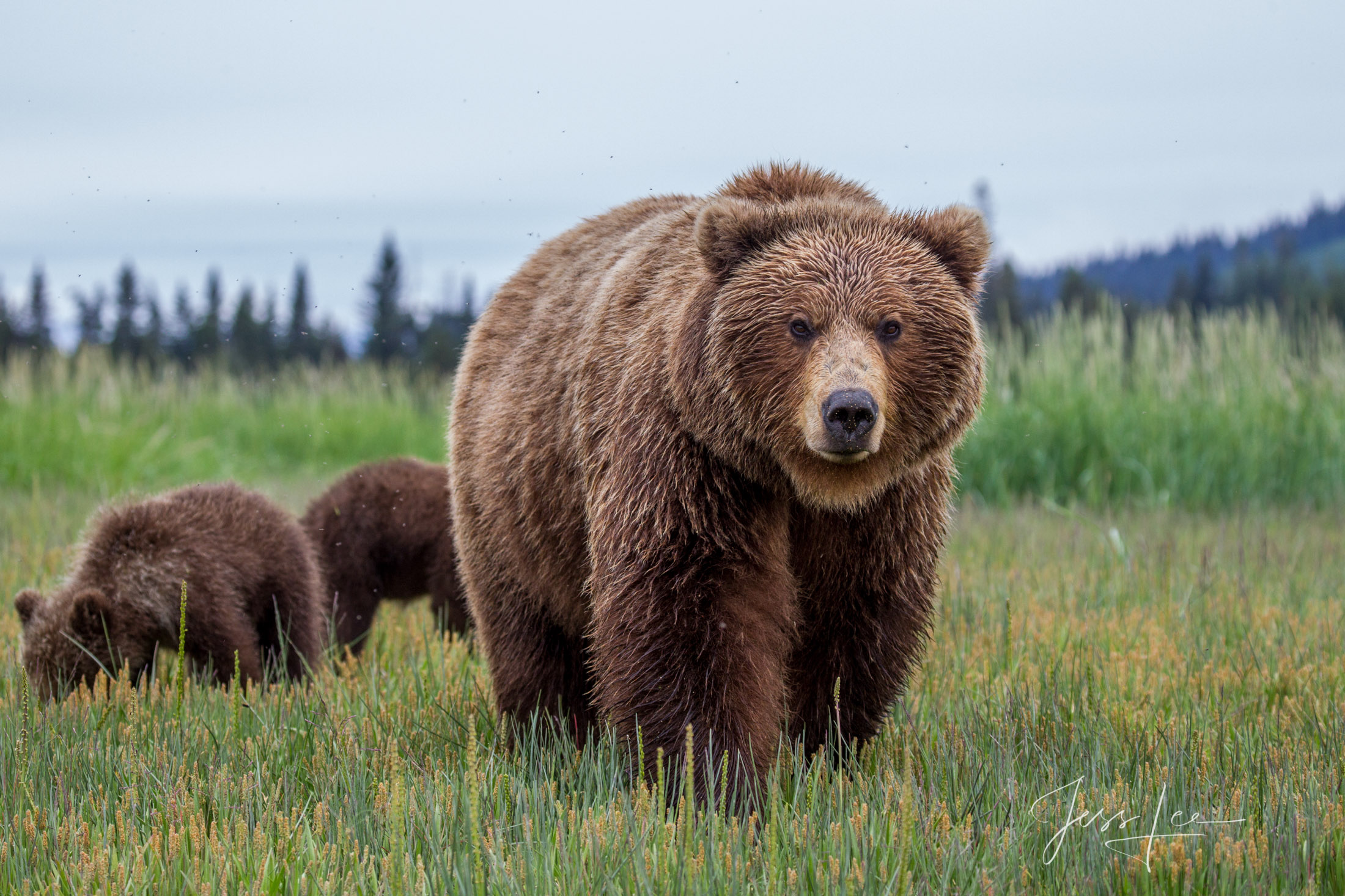Brown Bear Photo 205 Picture of a Grizzly Bear, Limited Edition Fine Art Photography Print From Jess Lee"s Bear Photo Gallery
