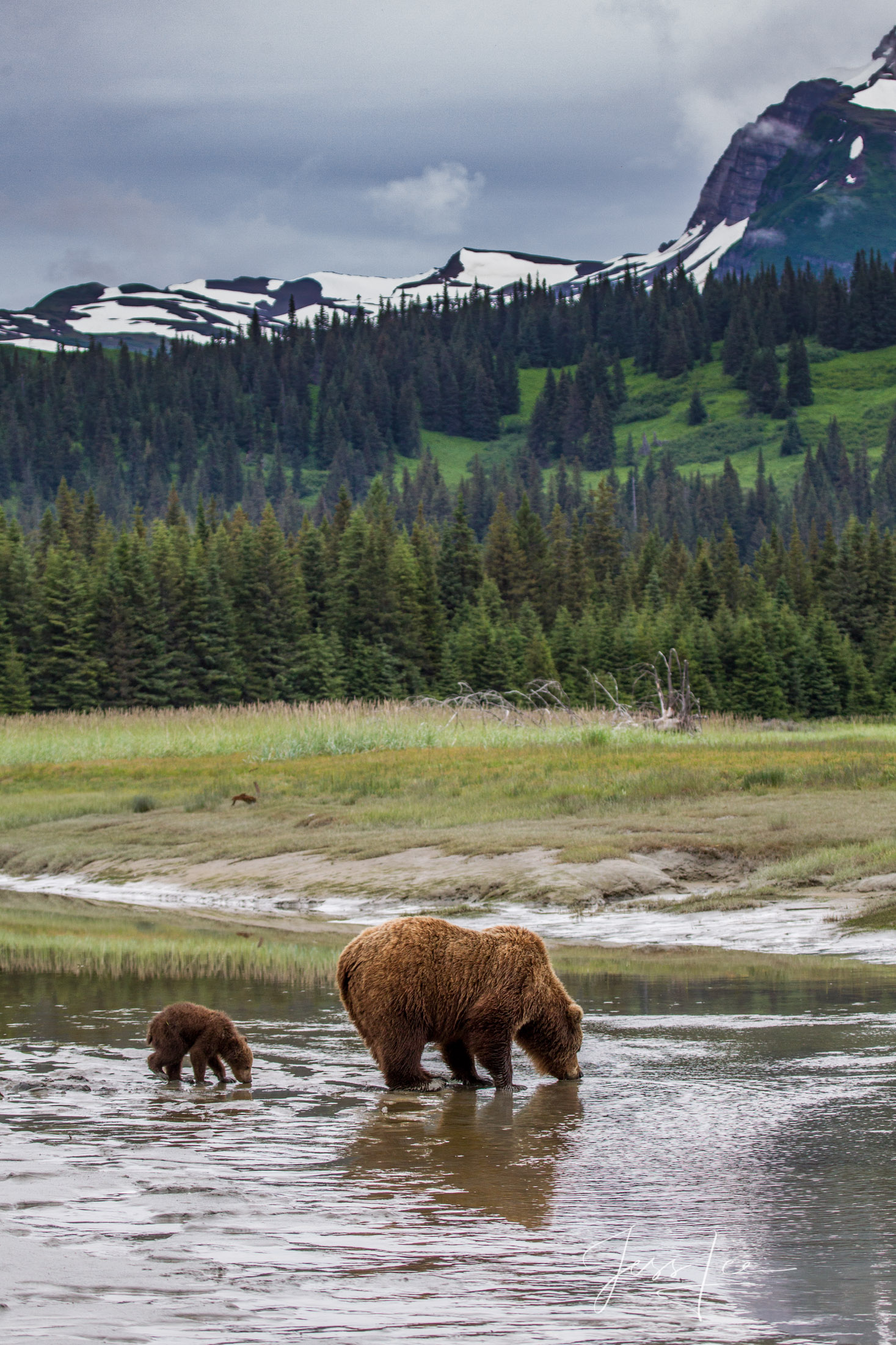 Picture of a Grizzly Bear, Limited Edition Fine Art Photography Print From Jess Lee"s Bear Photo Gallery