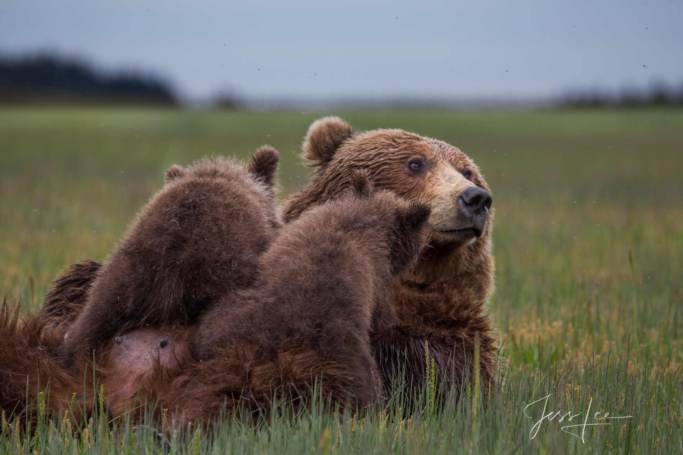 Picture of a Grizzly Bear, Limited Edition Fine Art Photography Print From Jess Lee"s Bear Photo Gallery