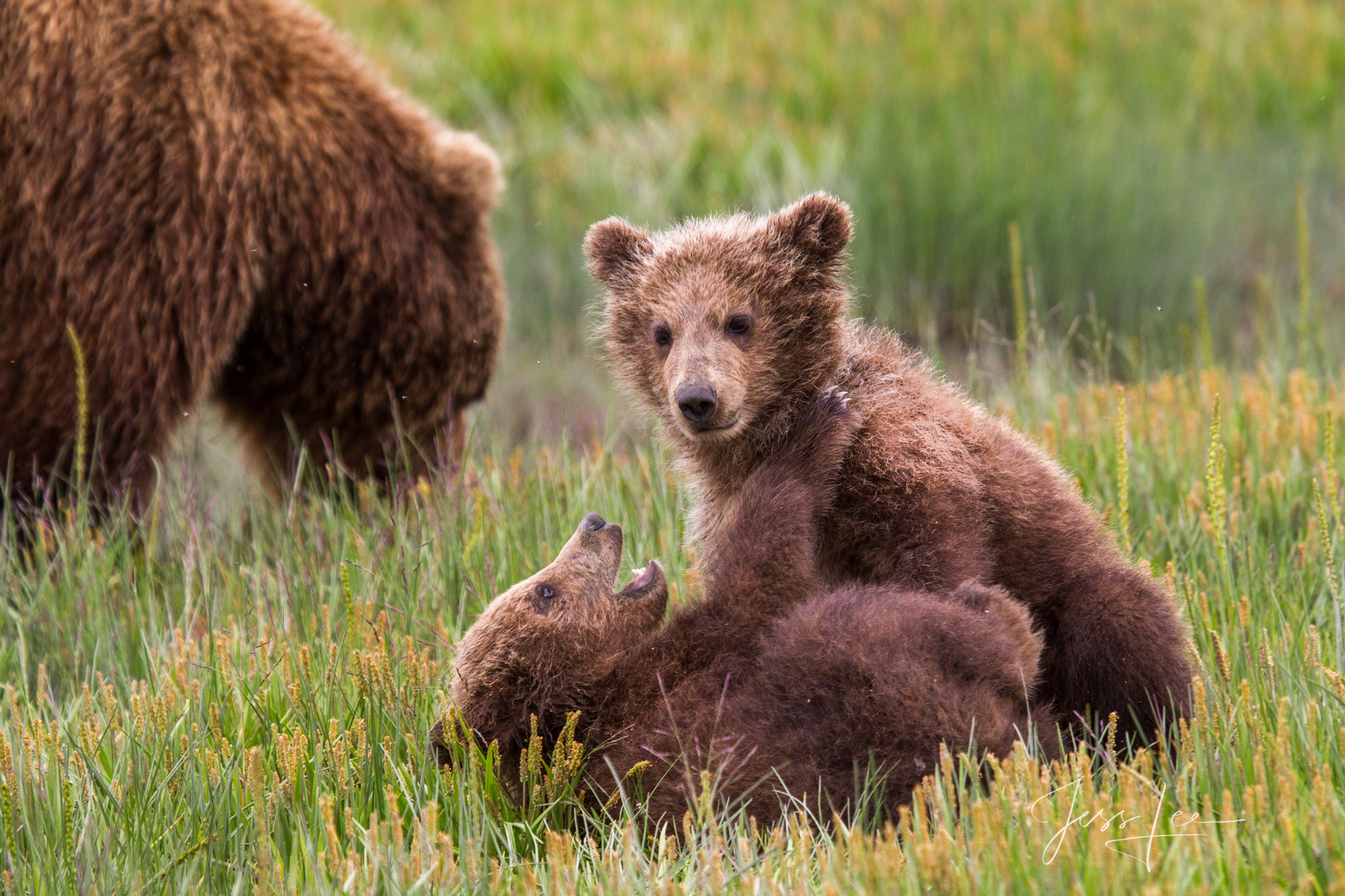 Picture of a Grizzly Bear, Limited Edition Fine Art Photography Print From Jess Lee"s Bear Photo Gallery