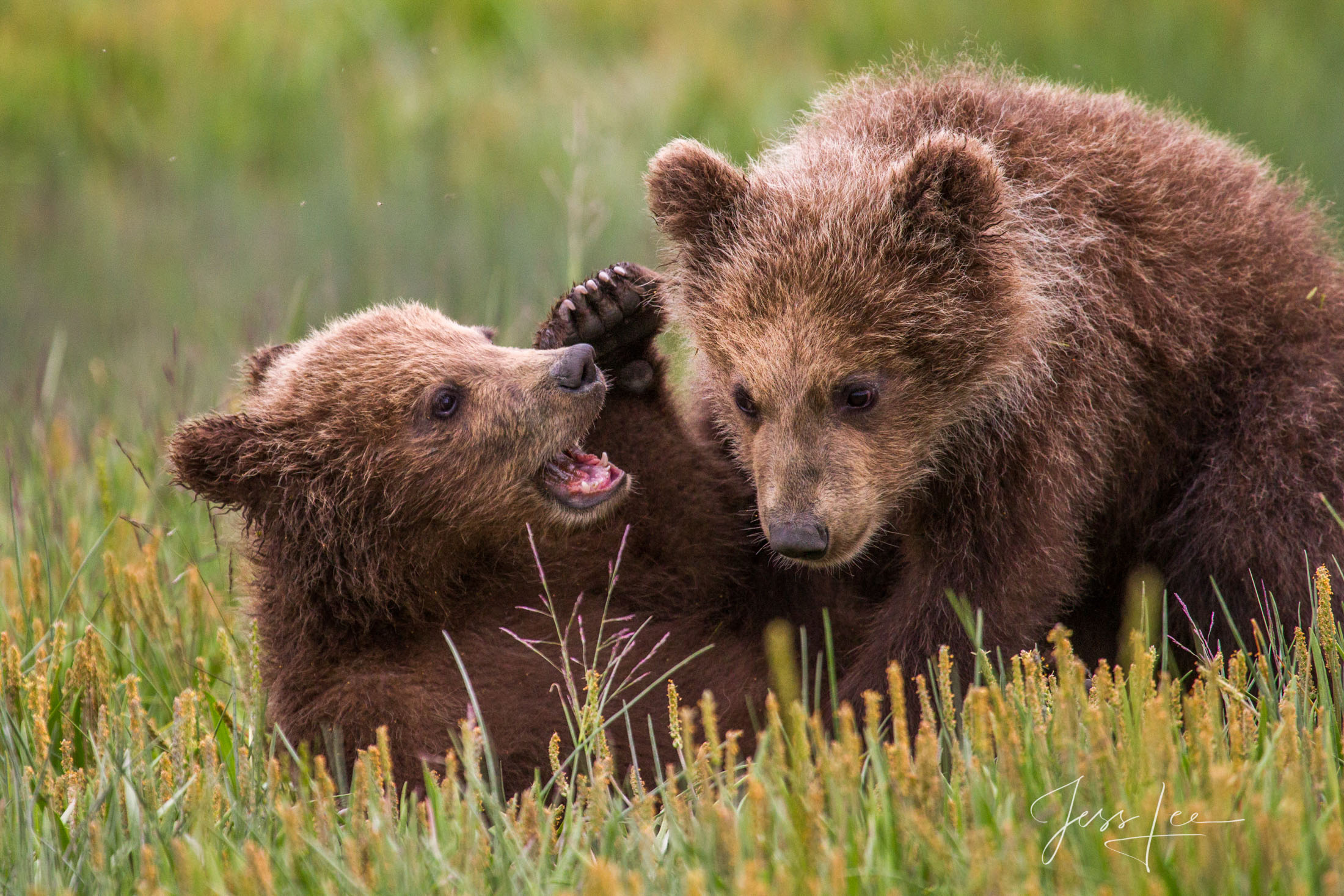 Picture of a Grizzly Bear, Limited Edition Fine Art Photography Print From Jess Lee"s Bear Photo Gallery