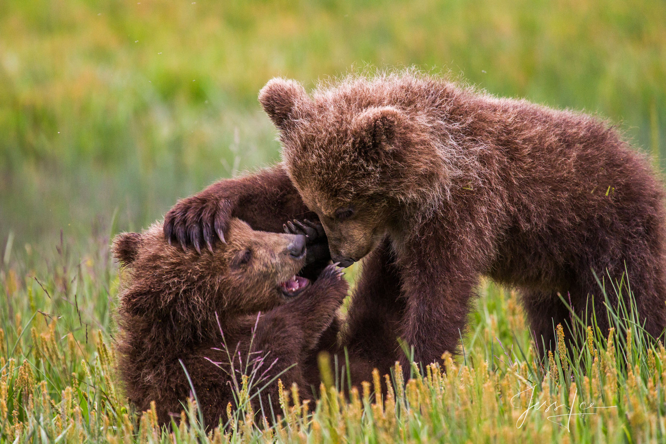 Picture of a Grizzly Bear, Limited Edition Fine Art Photography Print From Jess Lee"s Bear Photo Gallery