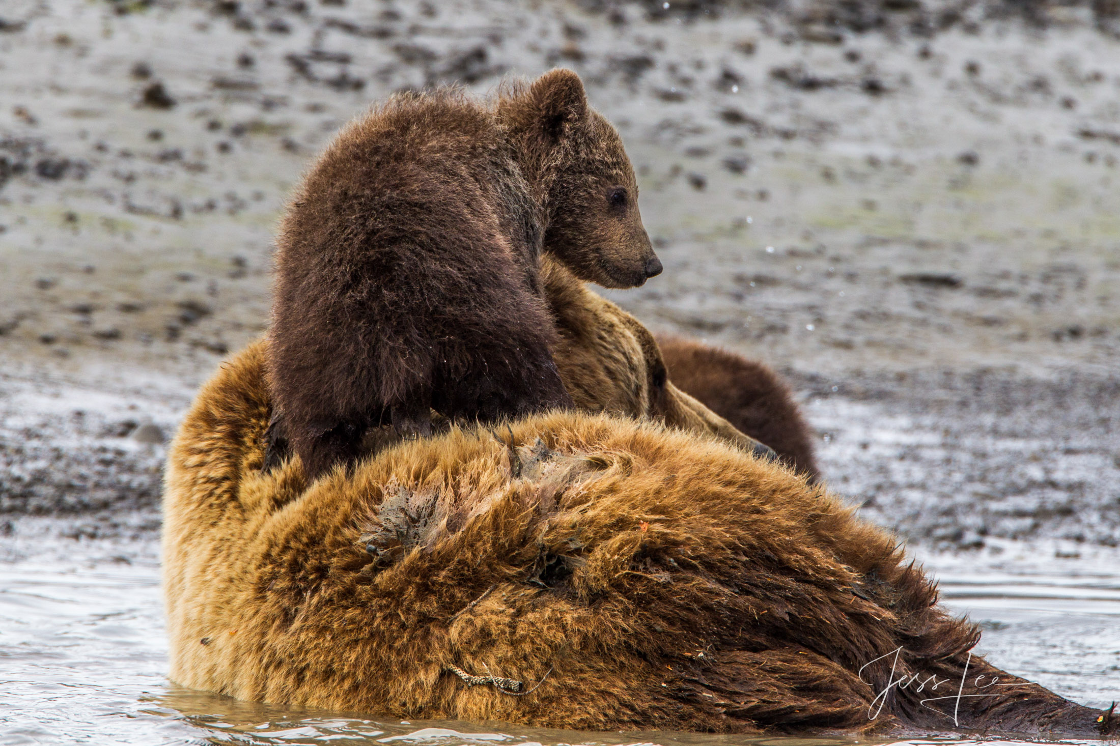 Picture of a Grizzly Bear, Limited Edition Fine Art Photography Print From Jess Lee"s Bear Photo Gallery