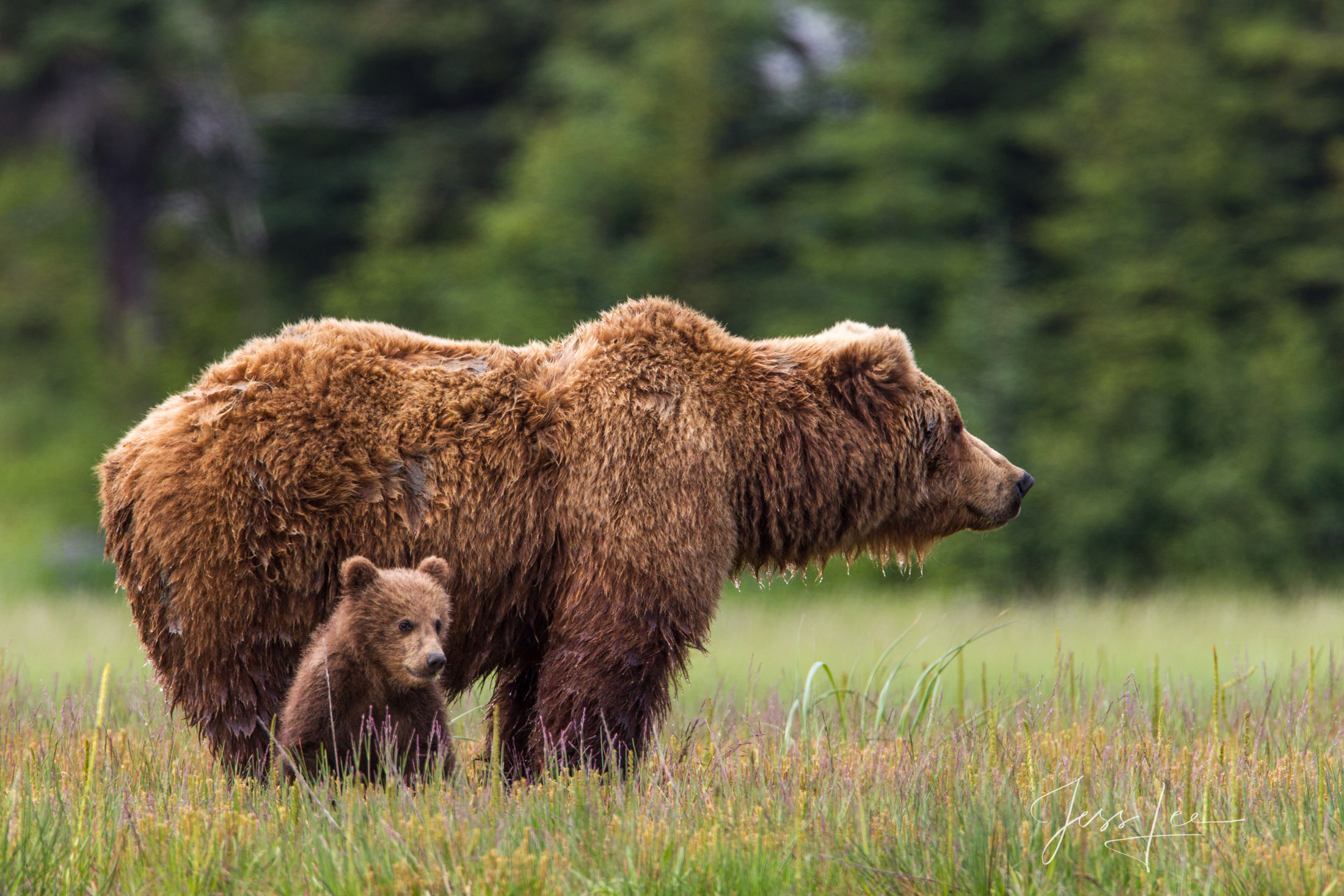 Picture of a Grizzly Bear, Limited Edition Fine Art Photography Print From Jess Lee"s Bear Photo Gallery