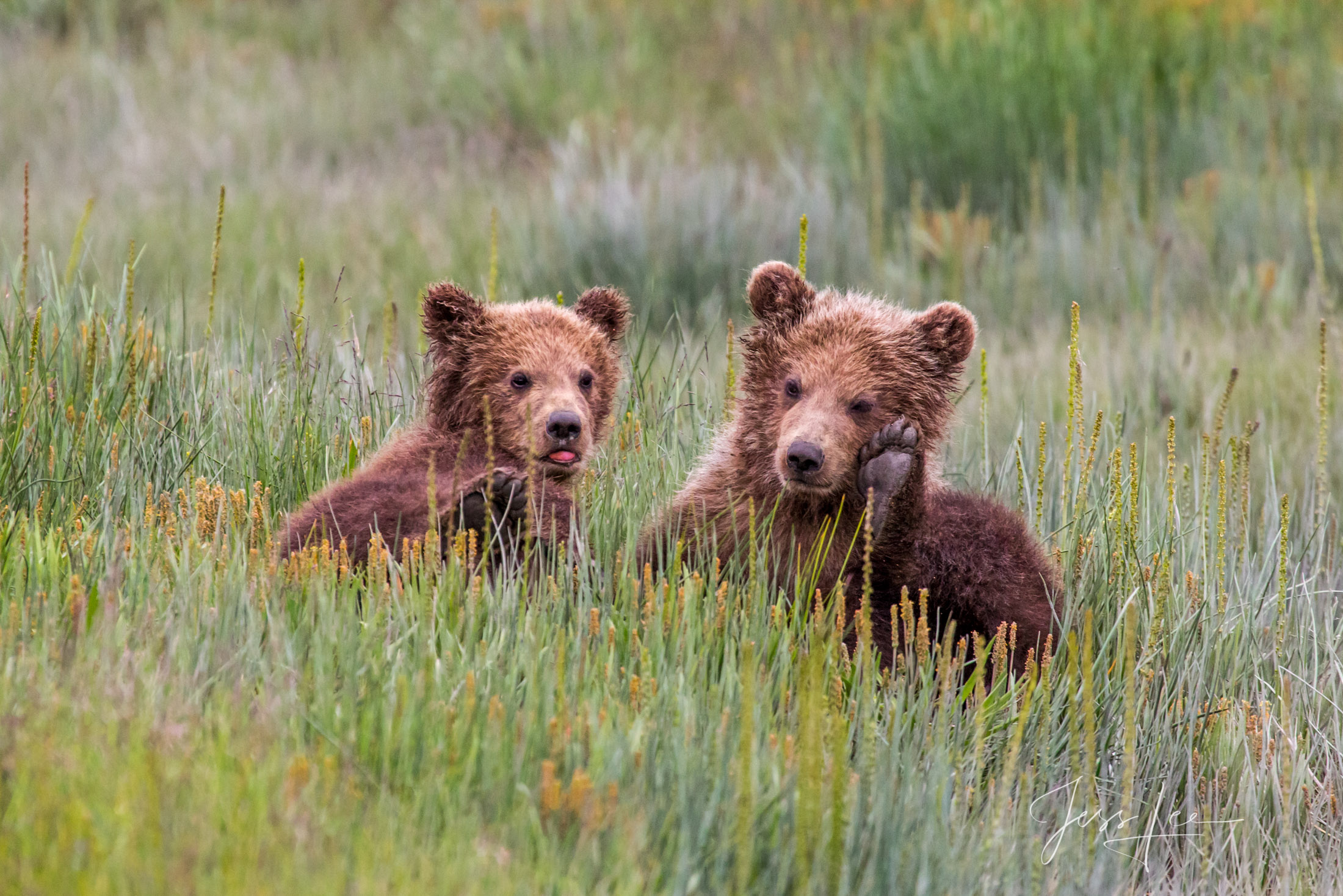 Picture of a Grizzly Bear, Limited Edition Fine Art Photography Print From Jess Lee"s Bear Photo Gallery