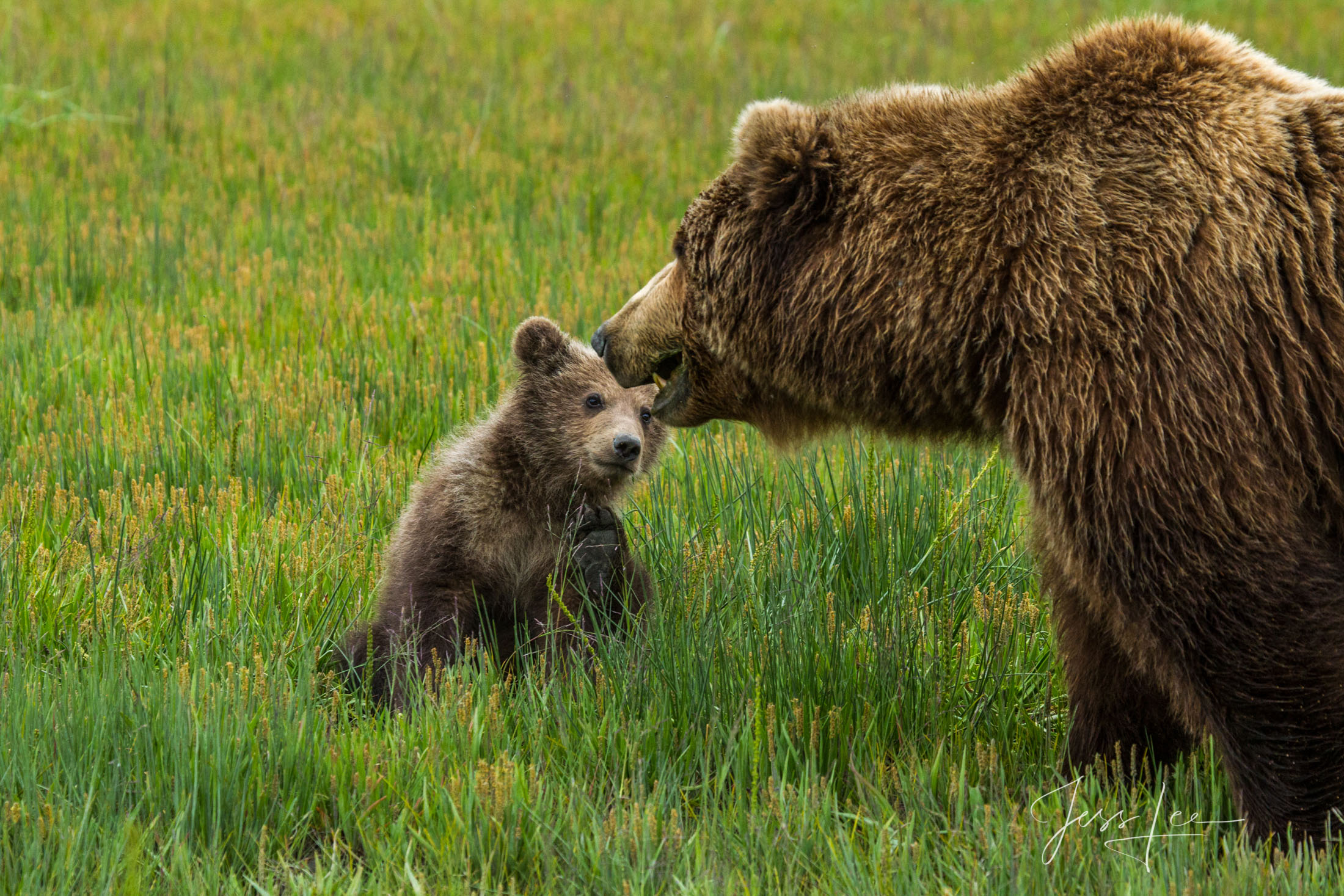 Picture of a Grizzly Bear, Limited Edition Fine Art Photography Print From Jess Lee"s Bear Photo Gallery