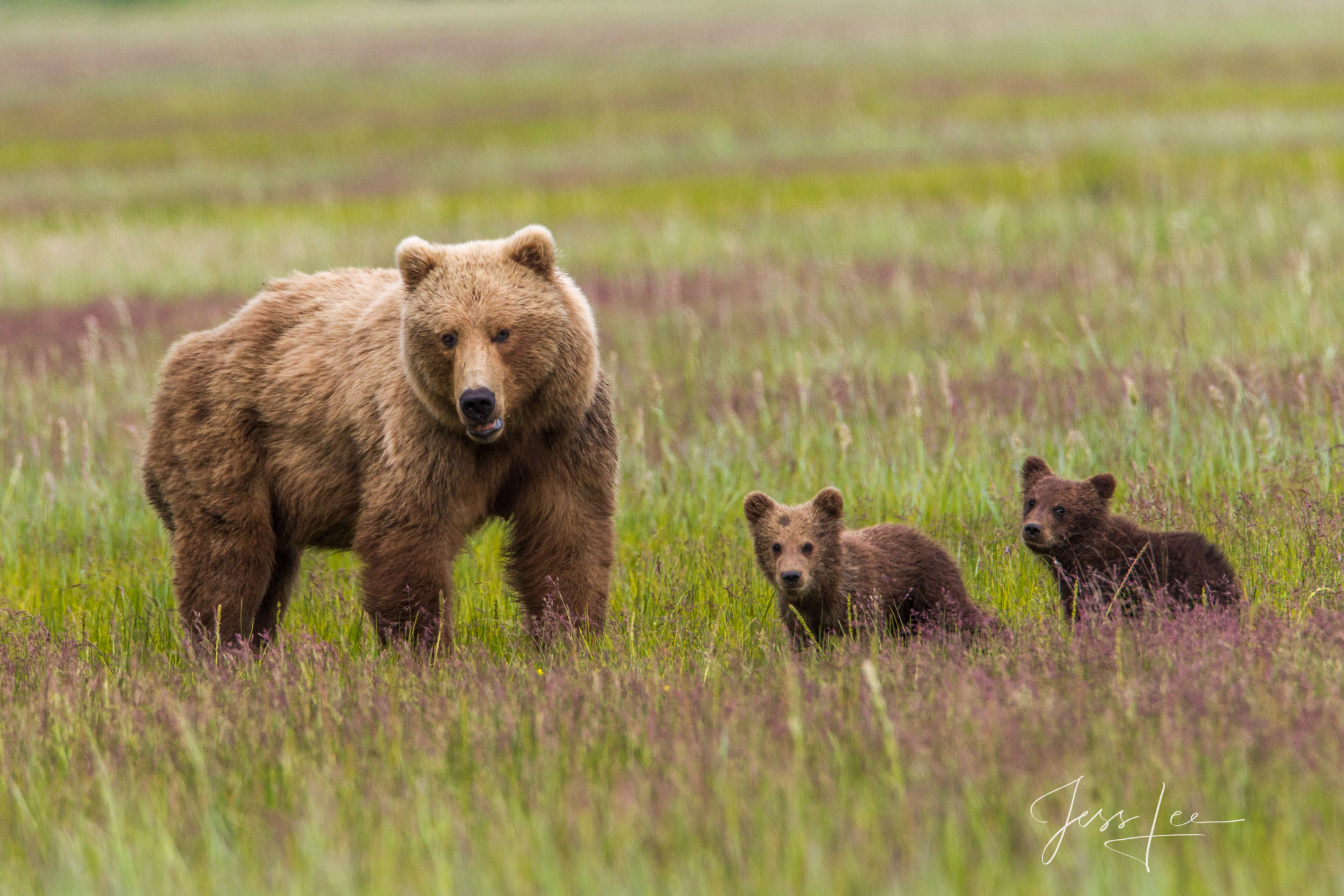 Picture of a Grizzly Bear, Limited Edition Fine Art Photography Print From Jess Lee"s Bear Photo Gallery