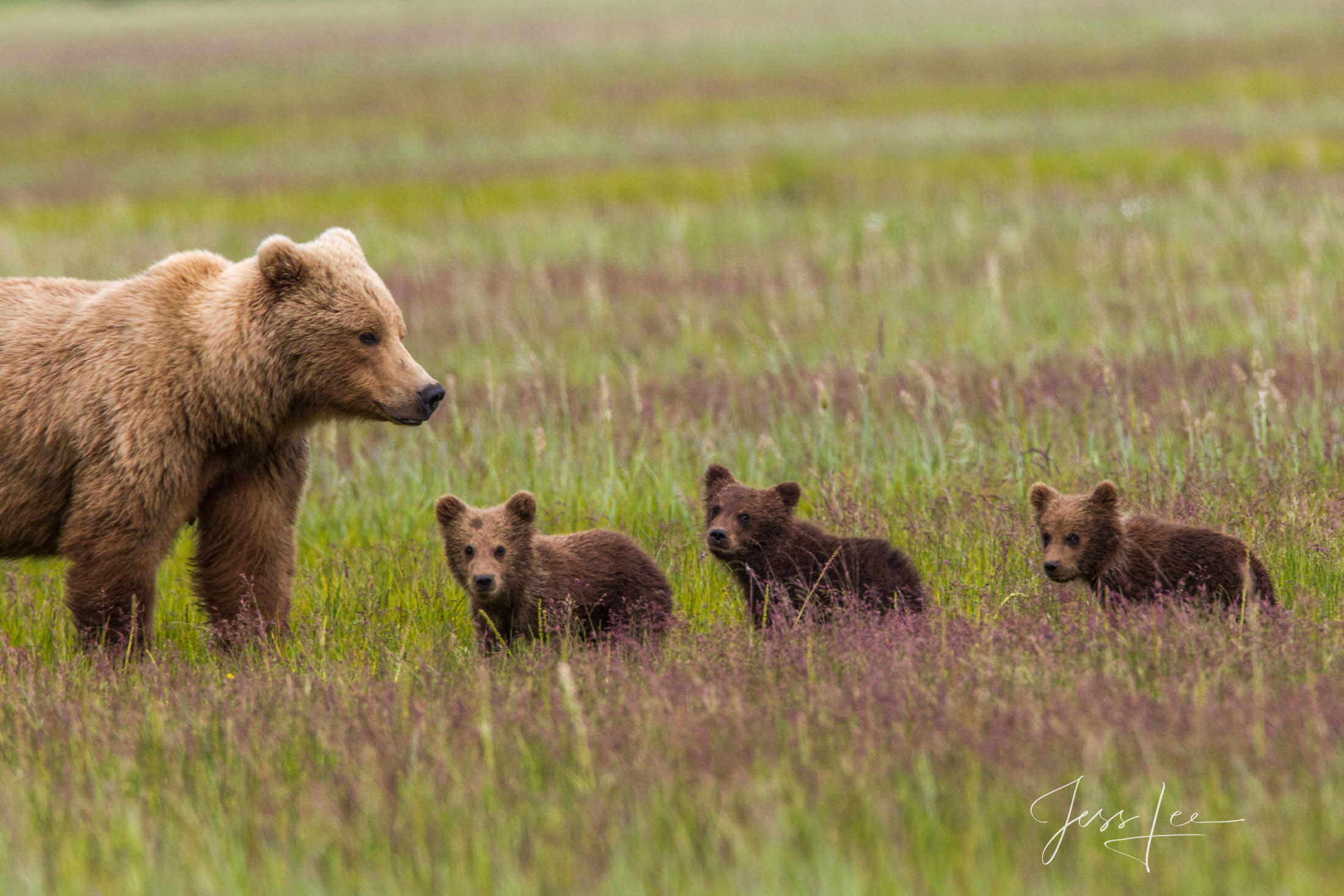 Picture of a Grizzly Bear, Limited Edition Fine Art Photography Print From Jess Lee"s Bear Photo Gallery