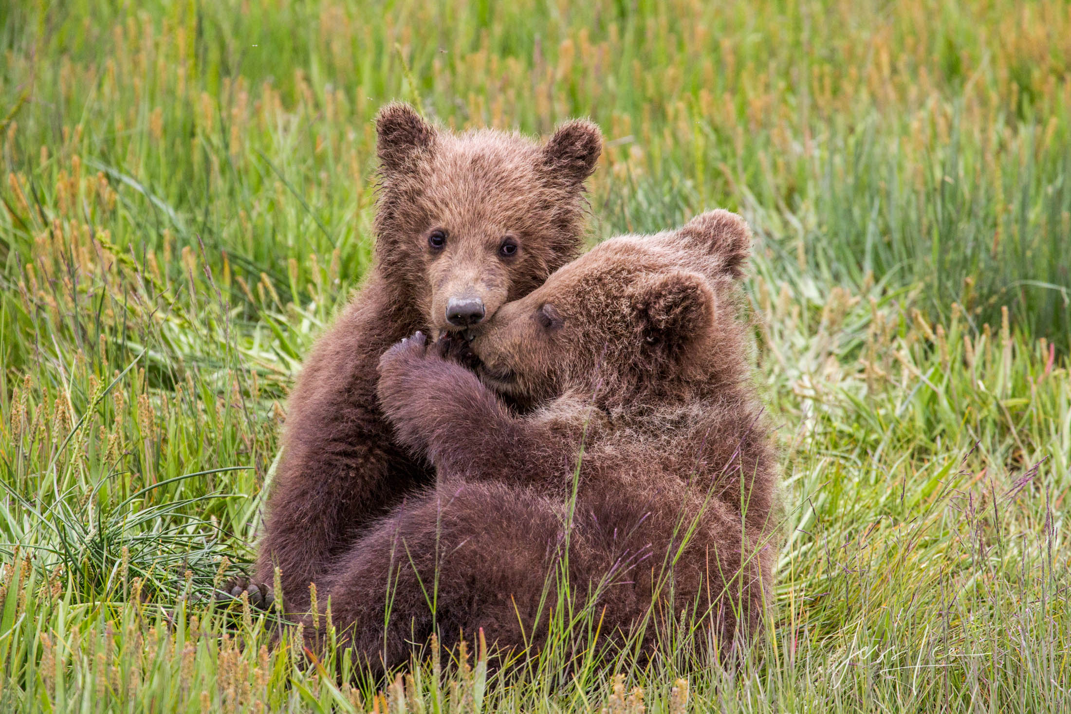 Picture of a Grizzly Bear, Limited Edition Fine Art Photography Print From Jess Lee"s Bear Photo Gallery