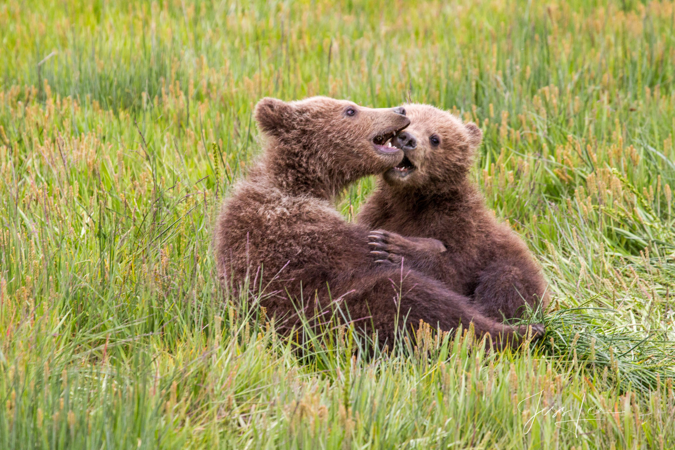 Picture of a Grizzly Bear, Limited Edition Fine Art Photography Print From Jess Lee"s Bear Photo Gallery