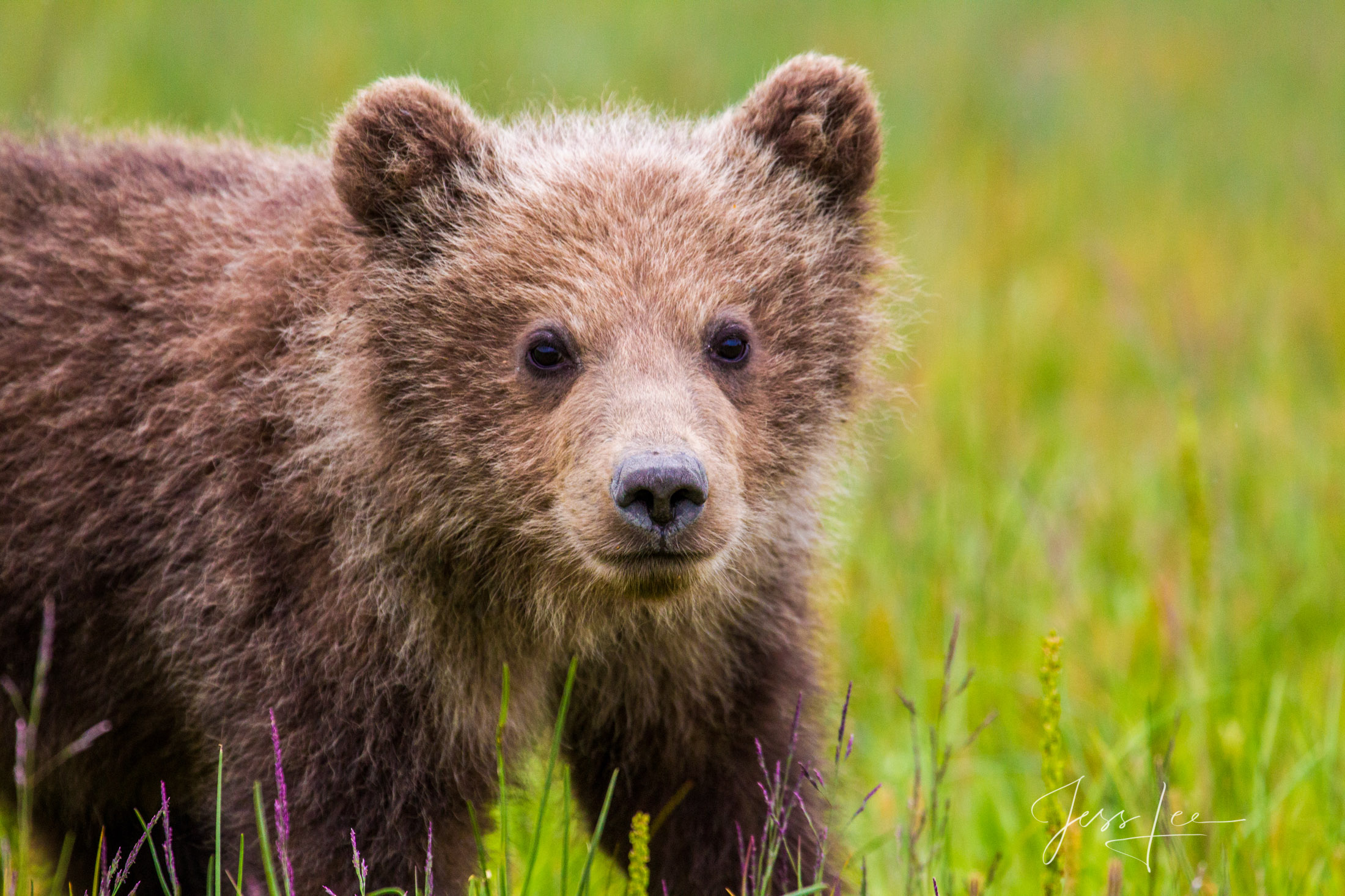 Brown Bear Photo 239 Picture of a Grizzly Bear, Limited Edition Fine Art Photography Print From Jess Lee"s Bear Photo Gallery